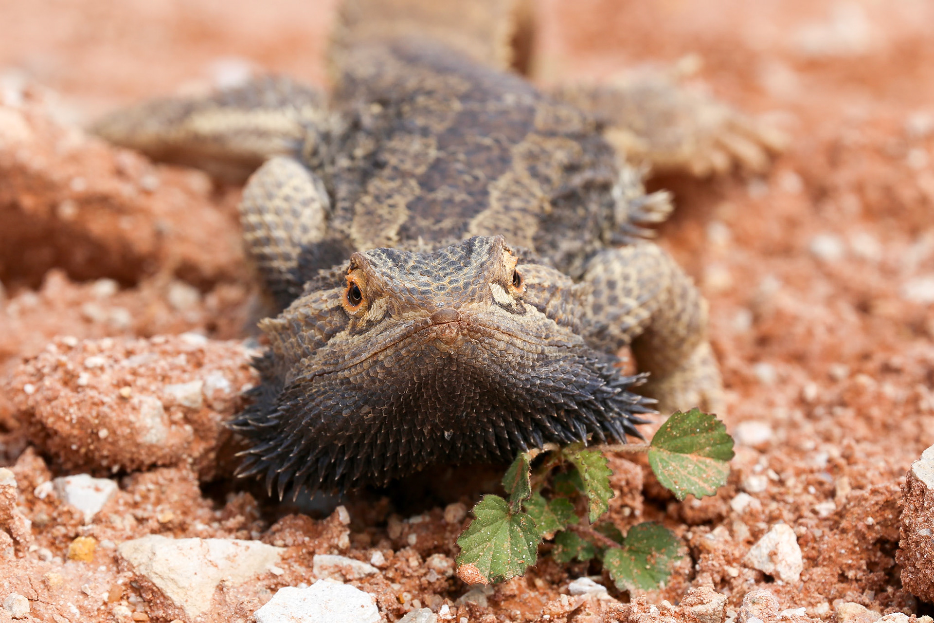 Bearded dragon