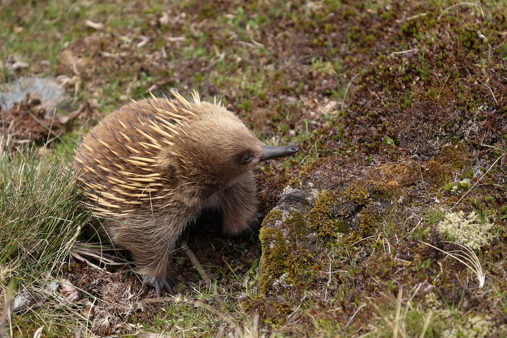 Ameisenigel (Echidna)