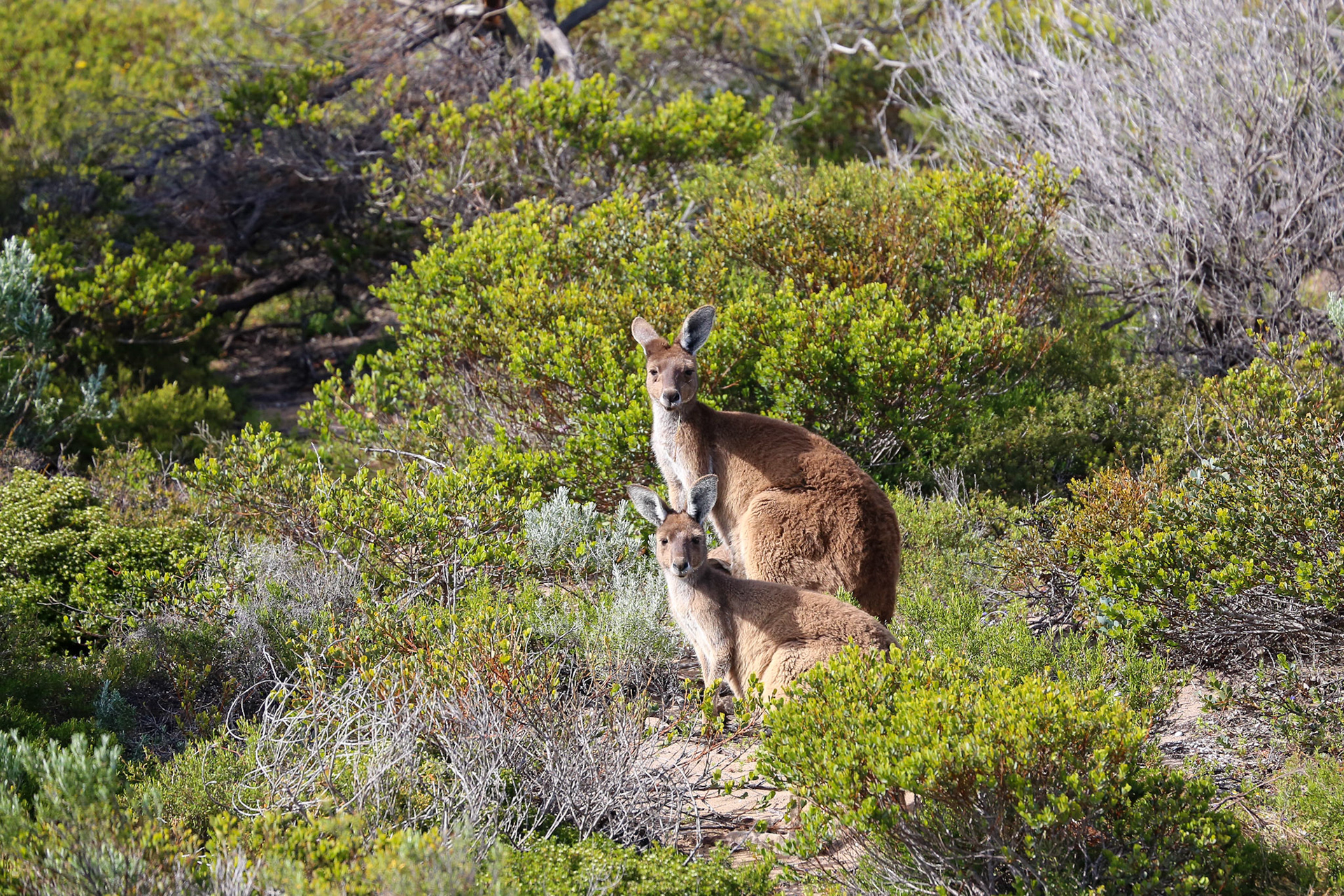Kangaroos in Tasmania