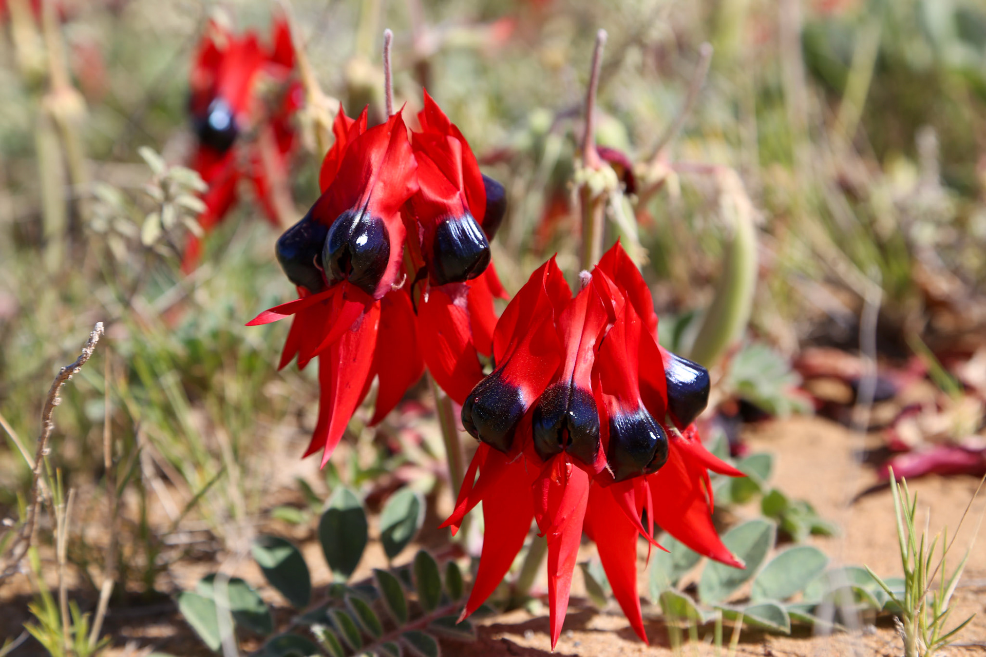Sturt Desert Pea