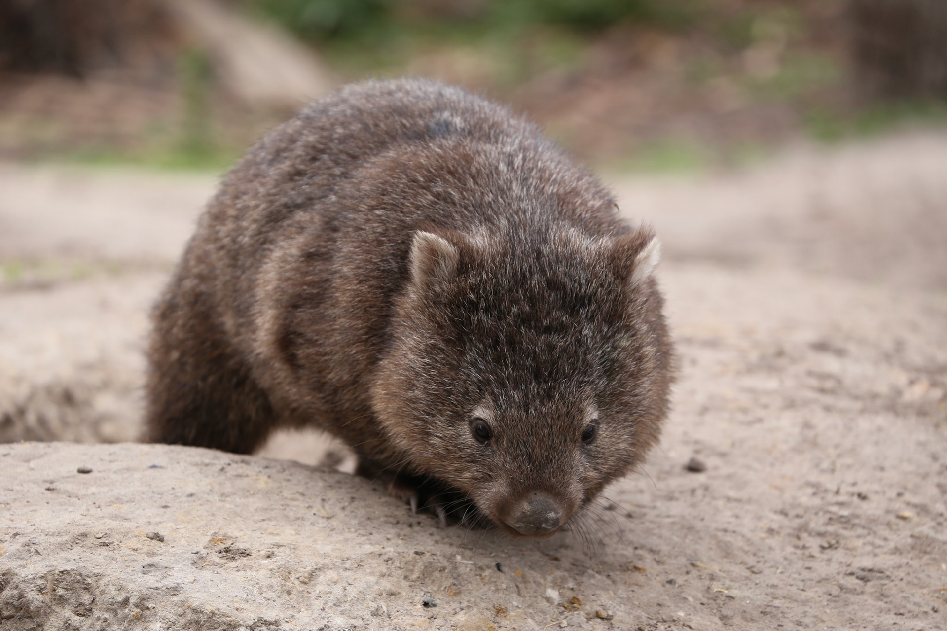 Wombat