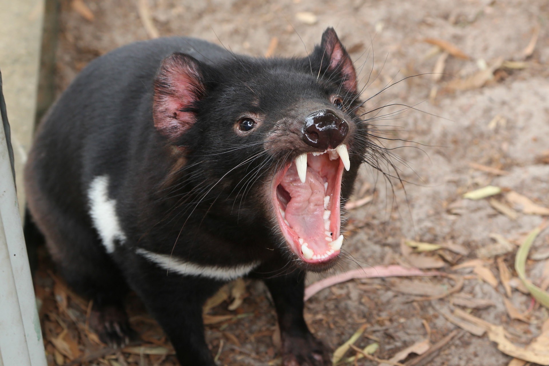 Beutelteufel (Tasmanian Devil)