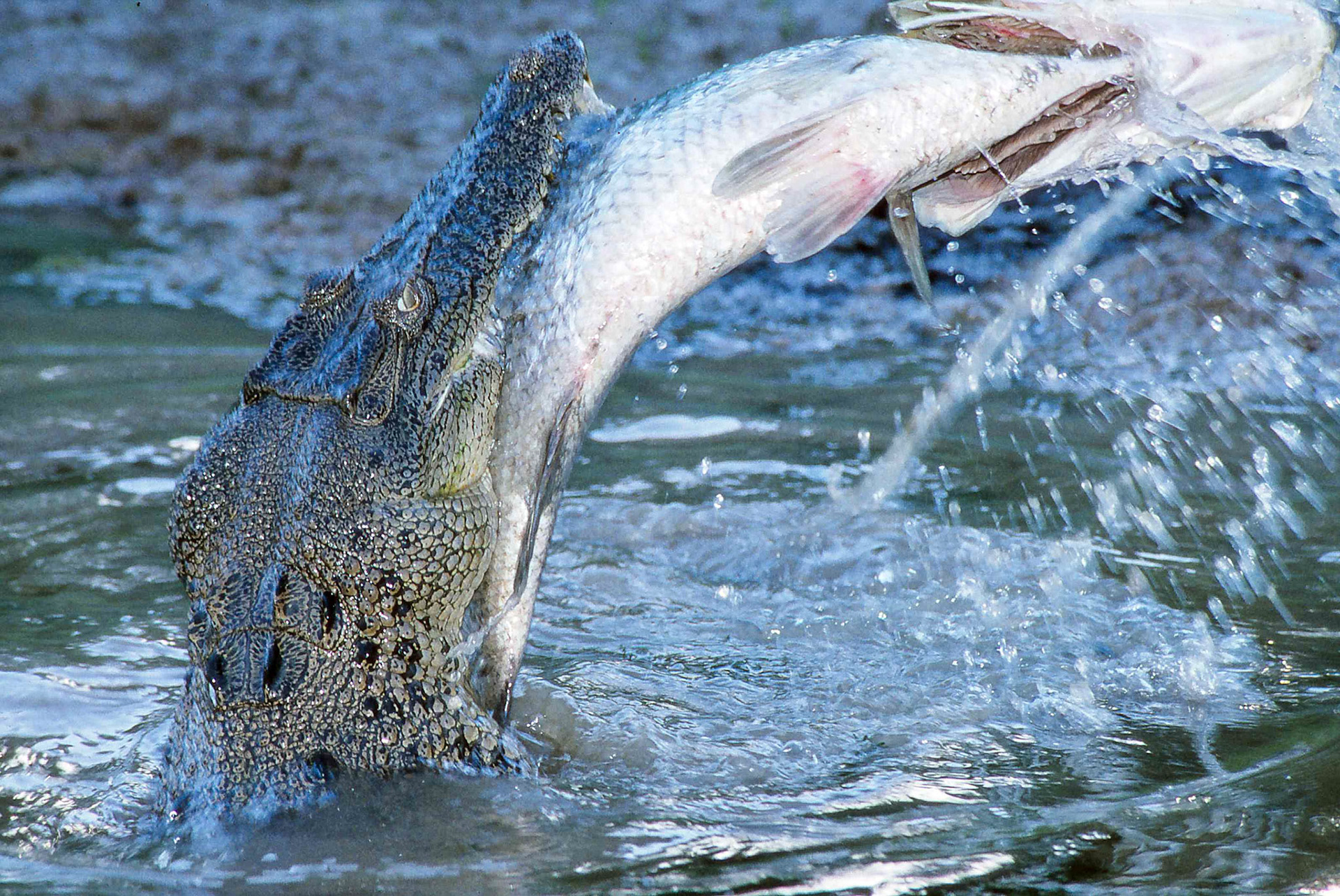 Freshwater crocodile