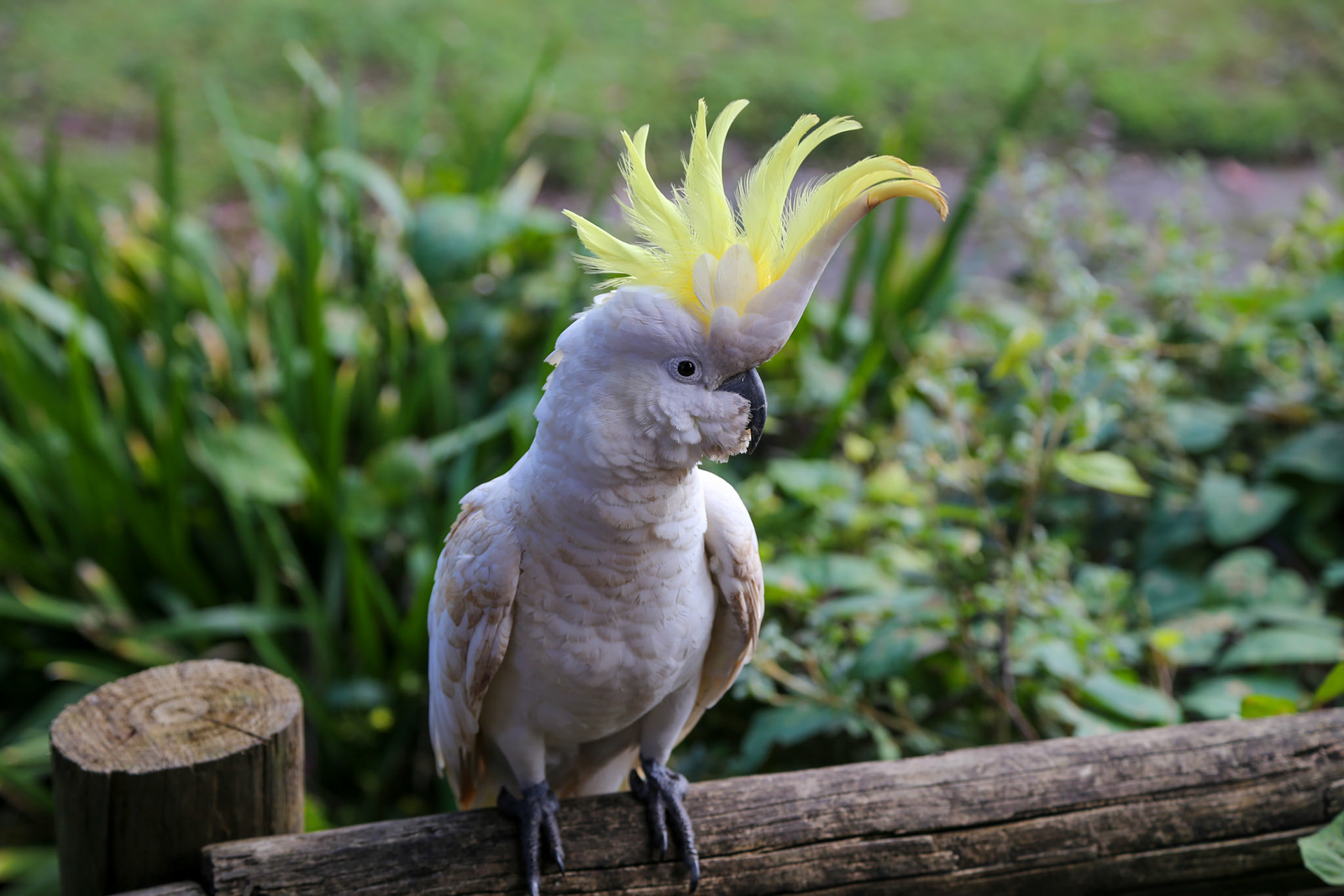 Yellow-crested cockatoo