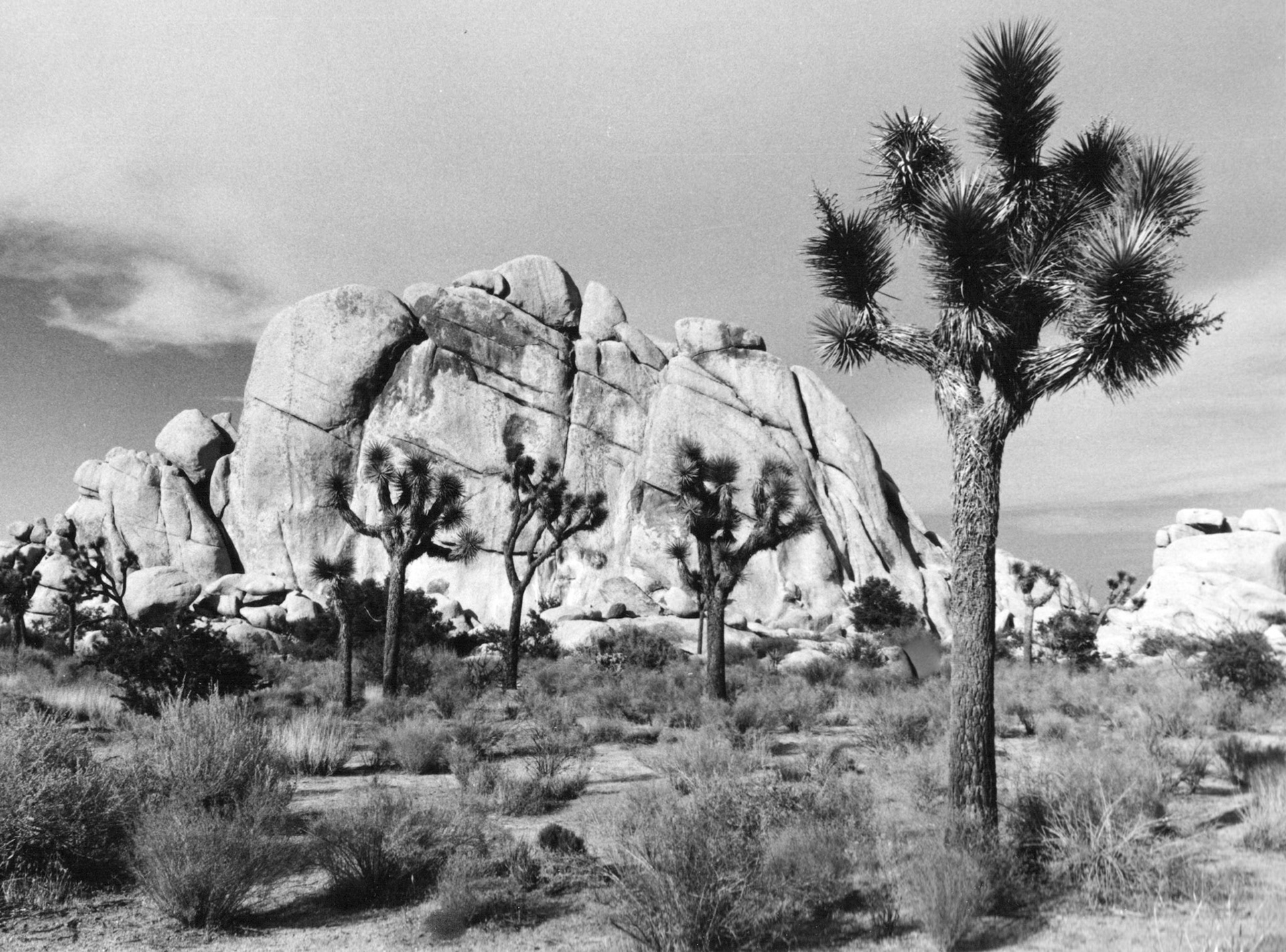 Joshua Tree National Park, California