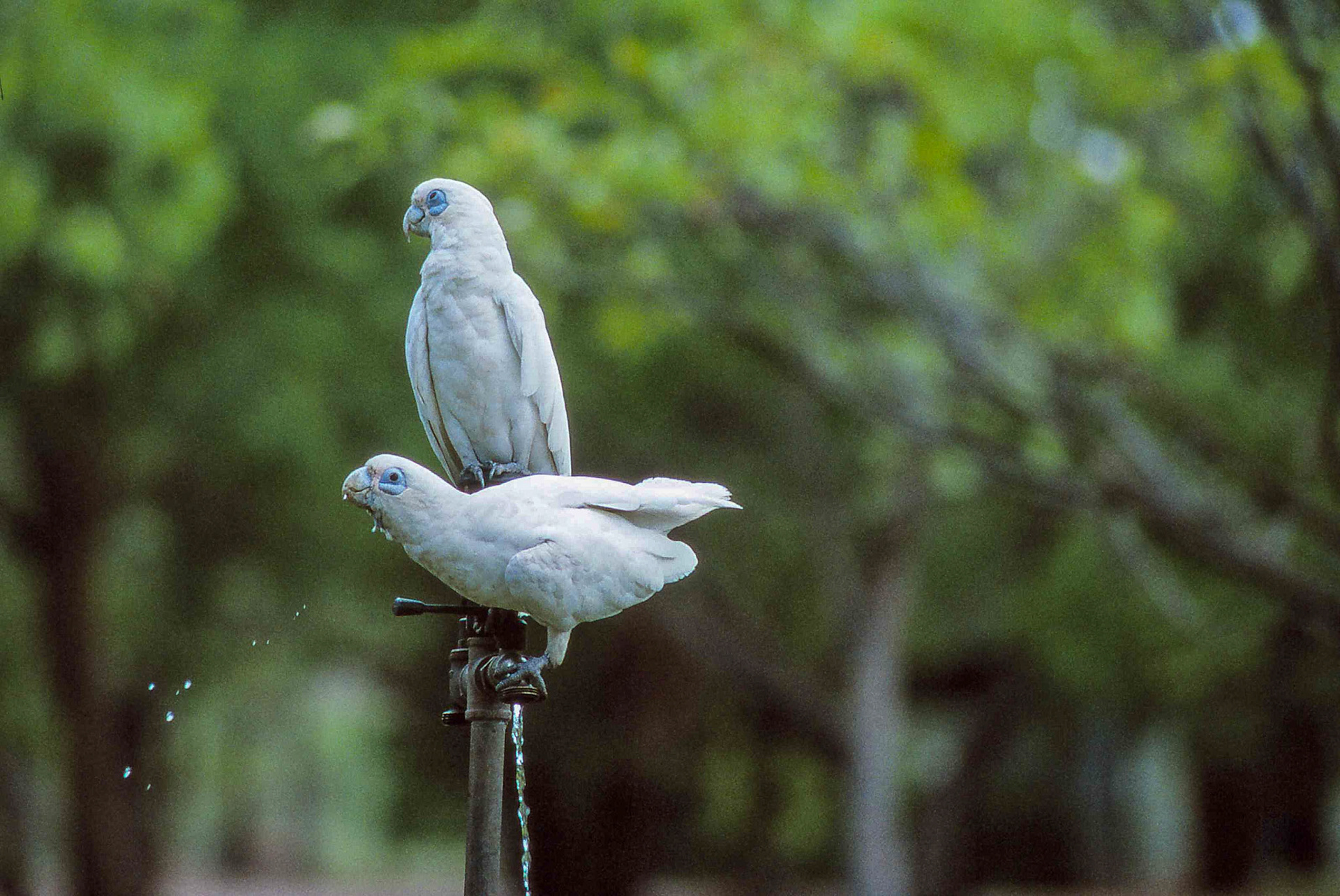 Nachtaugenkakadus ( Little Corellas)