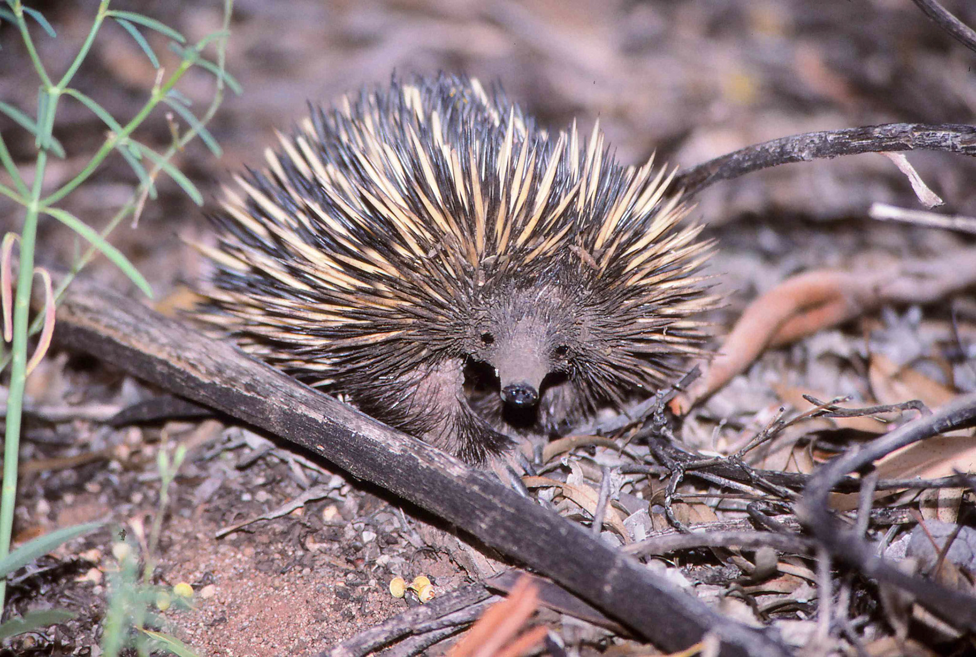 Echidna