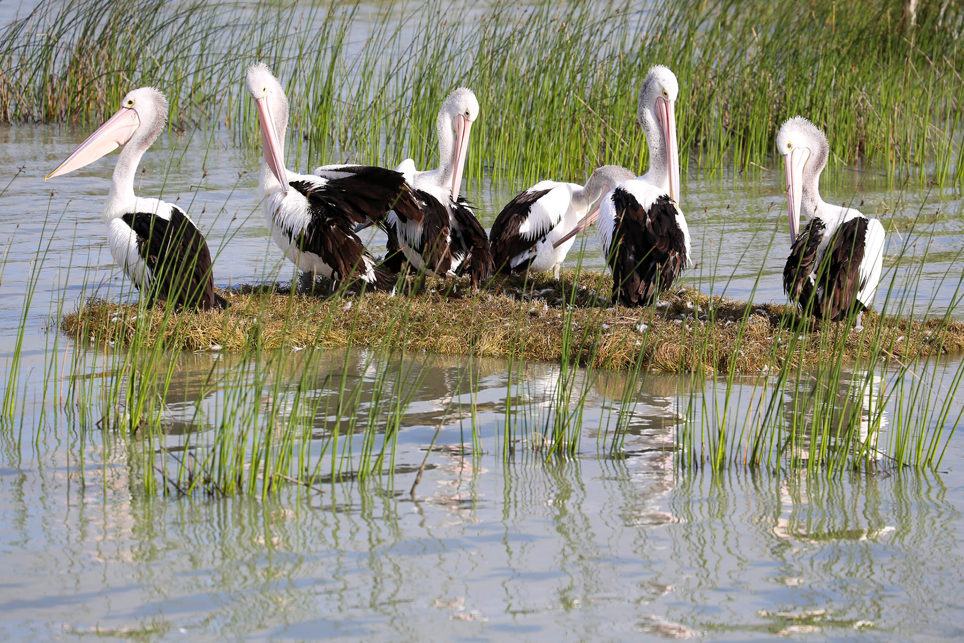 Spectacled pelicans