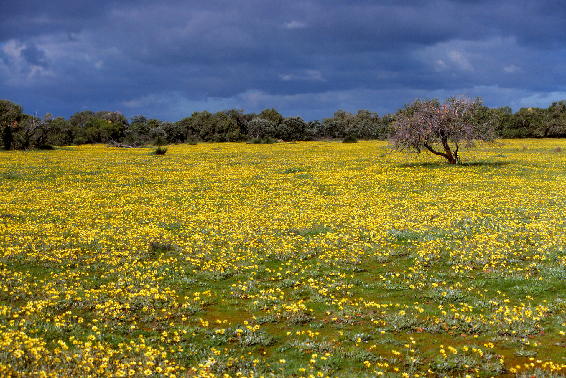 Spring in Western Australia 1996