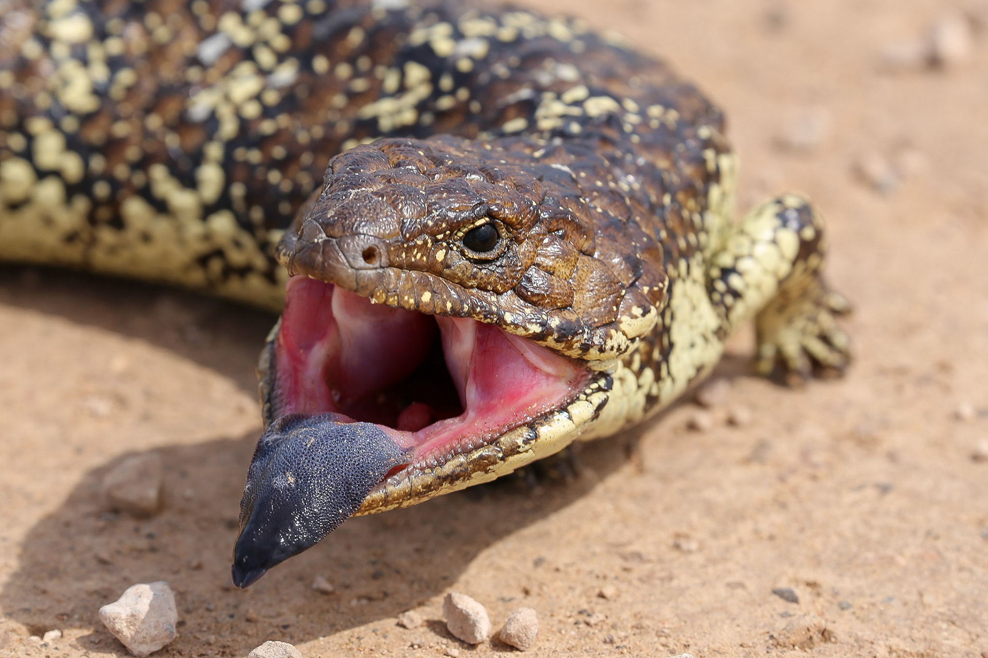 Blue-tongued skink