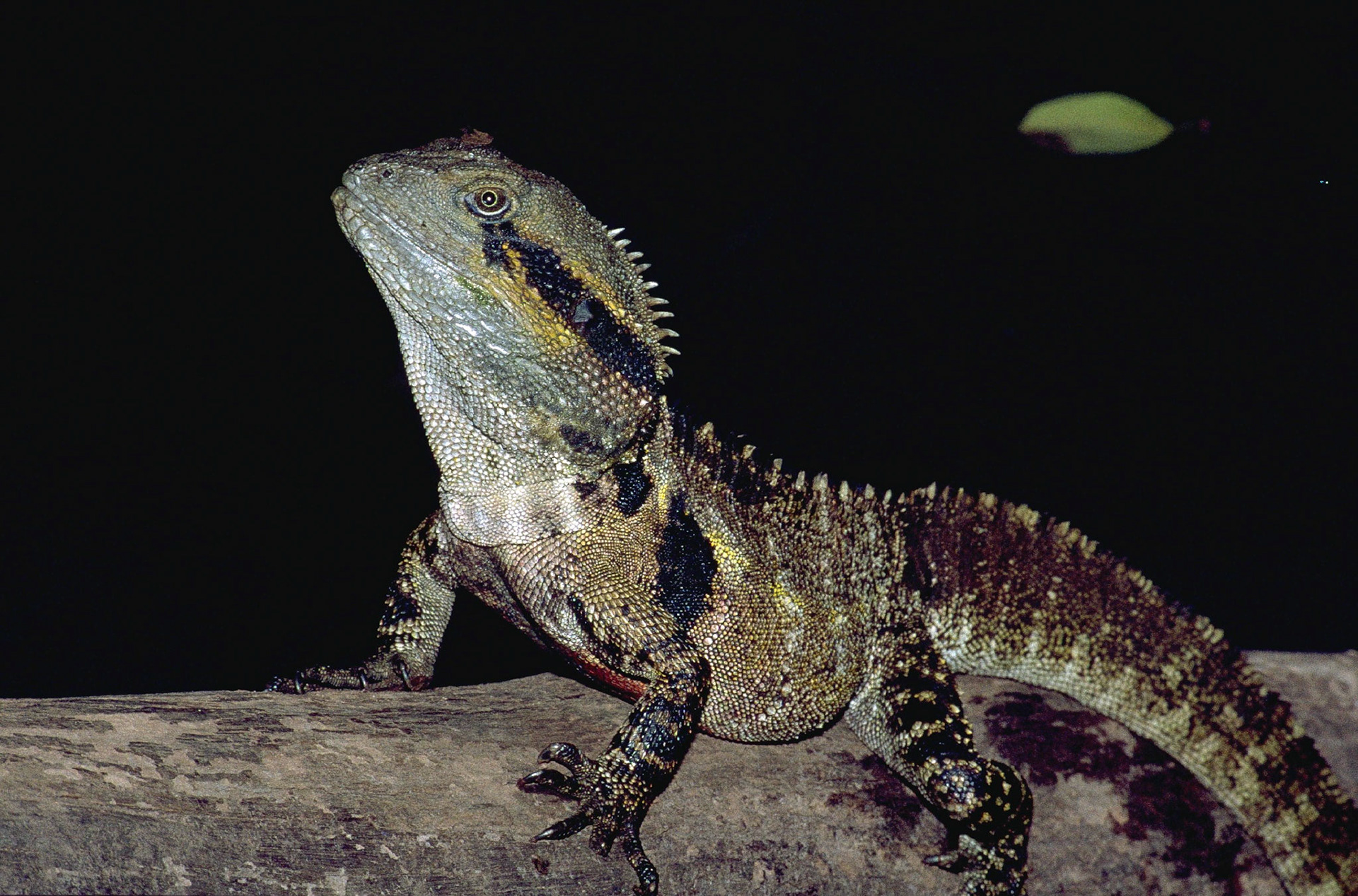 Australian water dragon