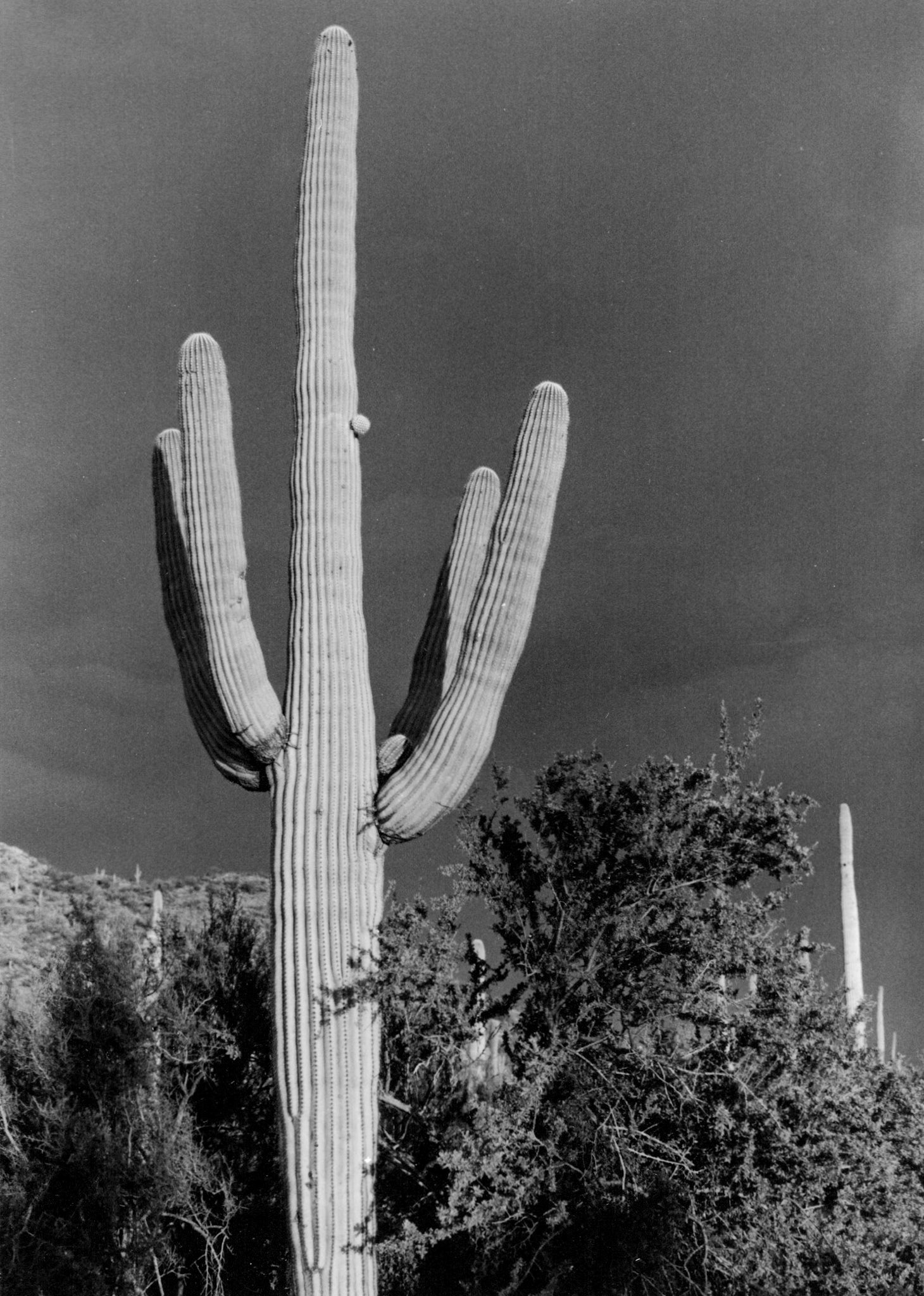 Saguaro National Park, Arizona