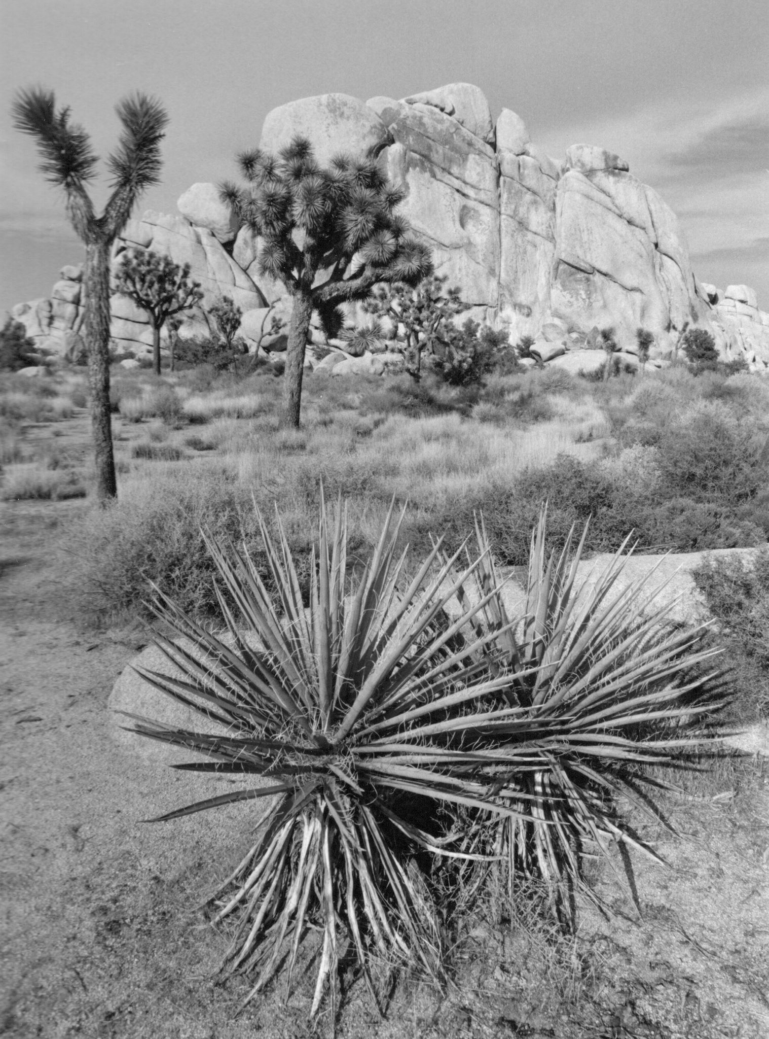 Joshua Tree National Park, California
