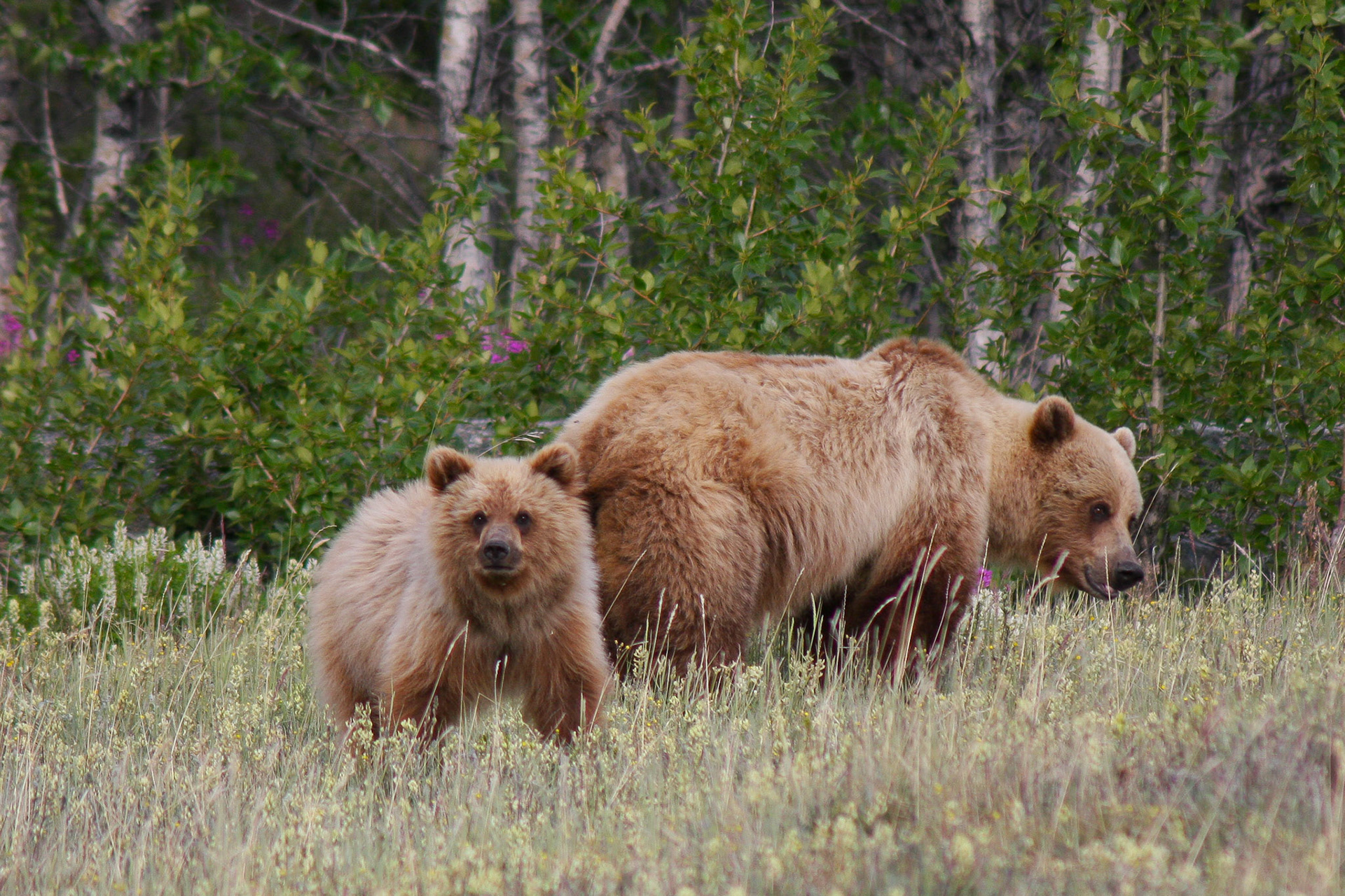 Grizzly Bears