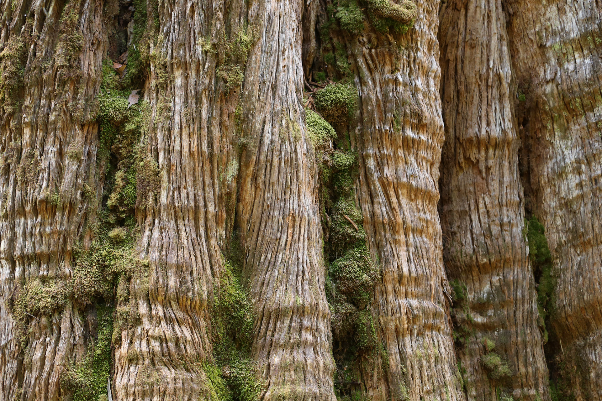 Detail of a giant deciduous tree