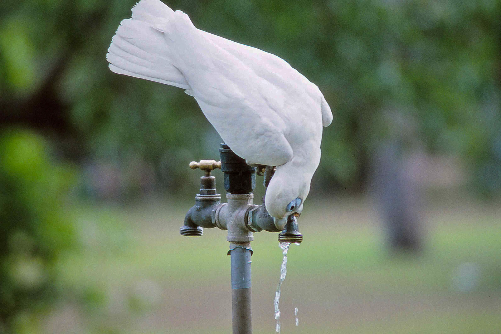 Nachtaugenkakadus ( Little Corellas)