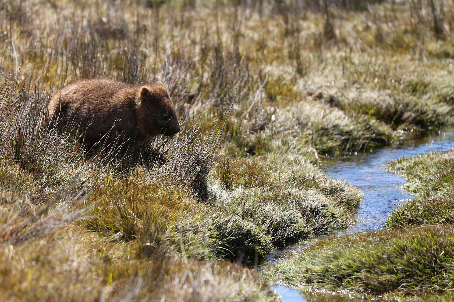 Wombat