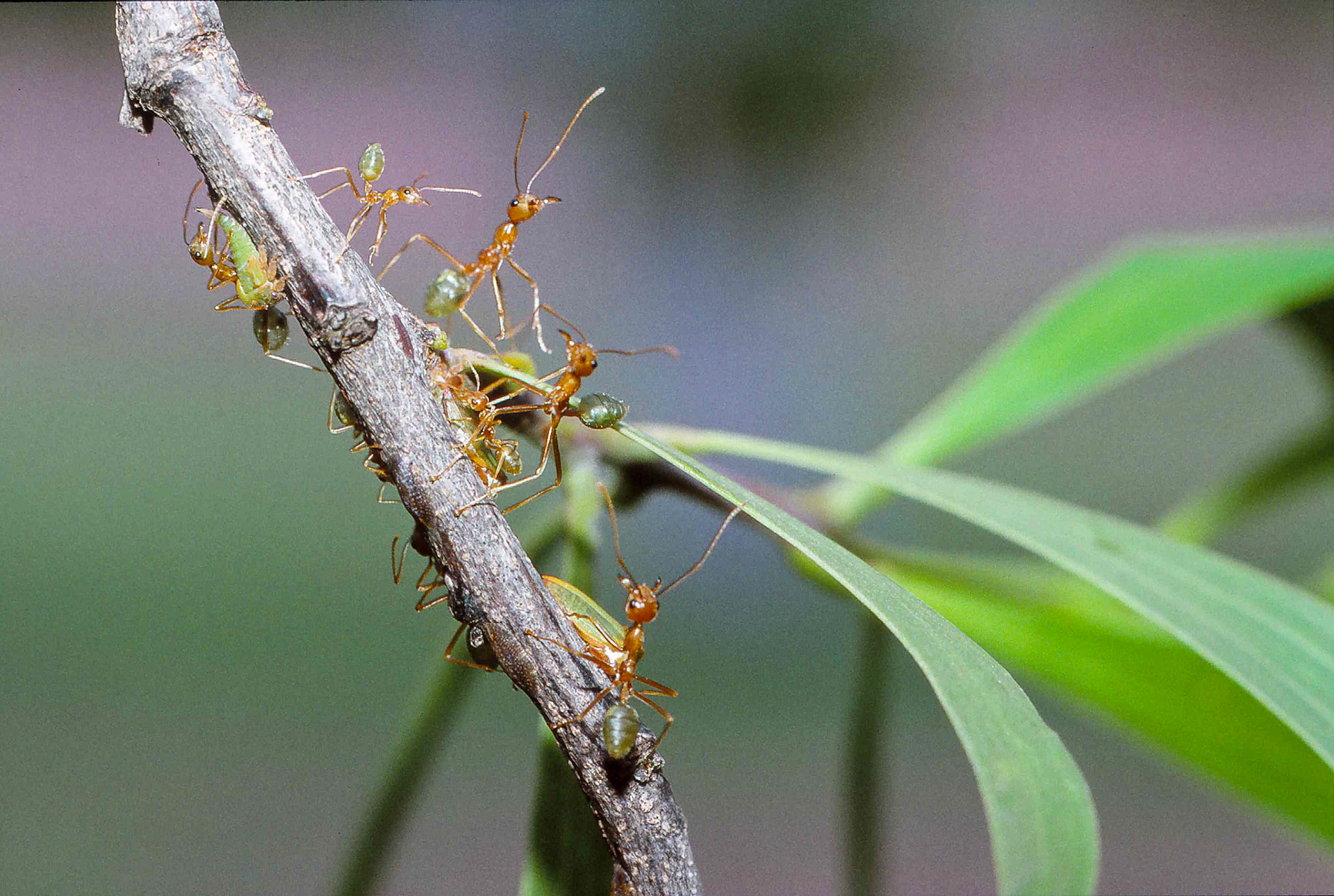 Grüne Ameisen (Green Ants)