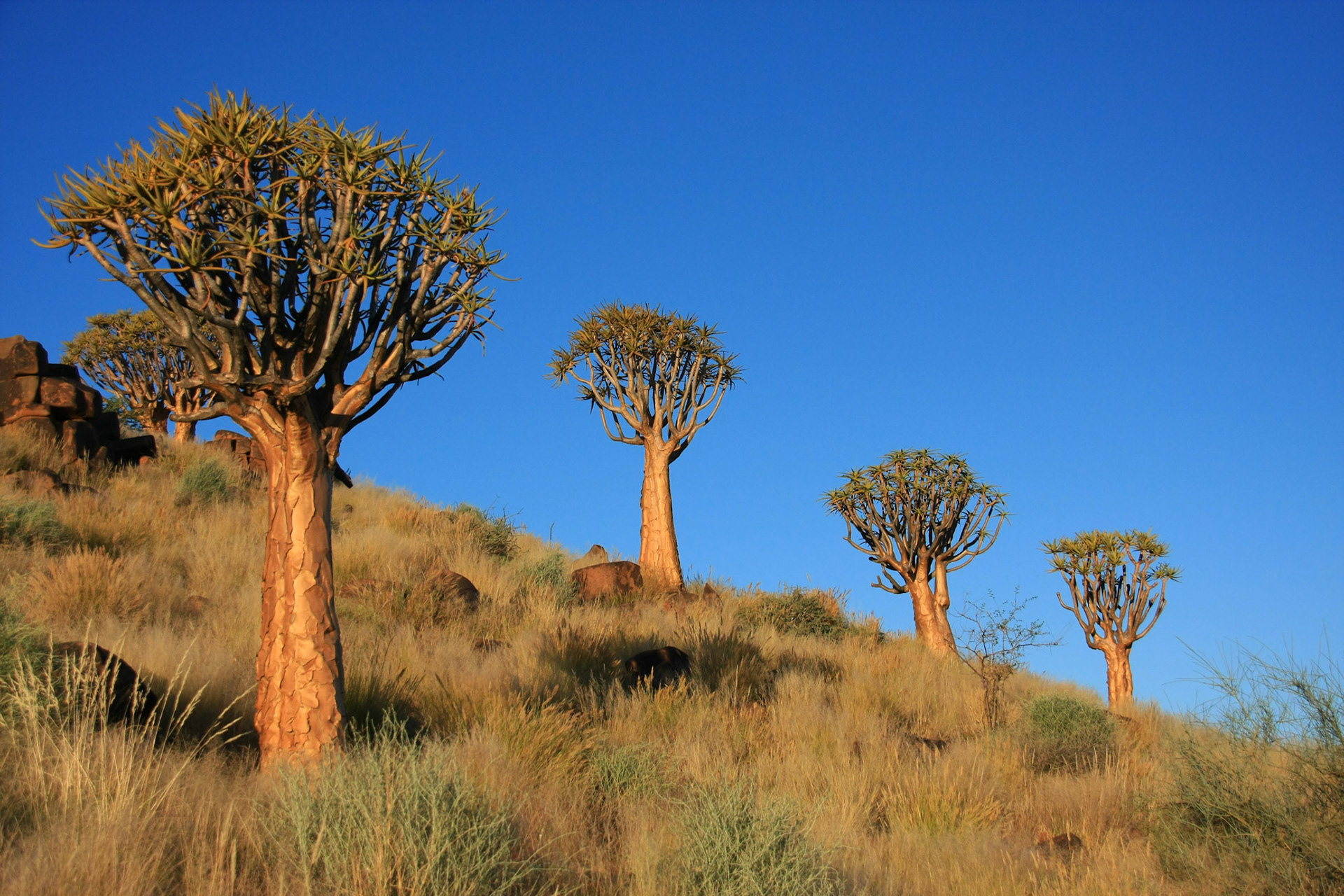 Quiver tree forest Keetmanshoop