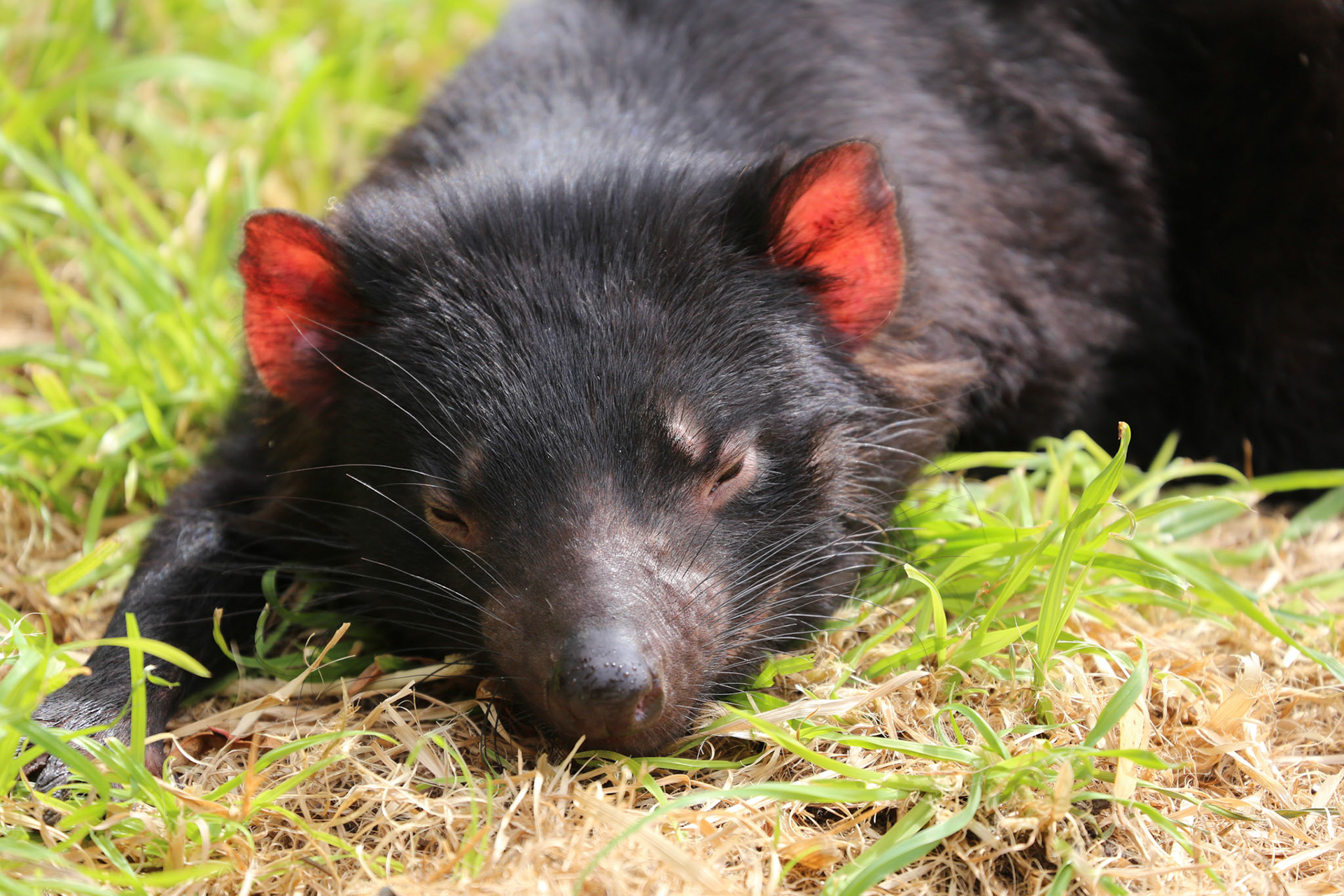 Beutelteufel (Tasmanian Devil)