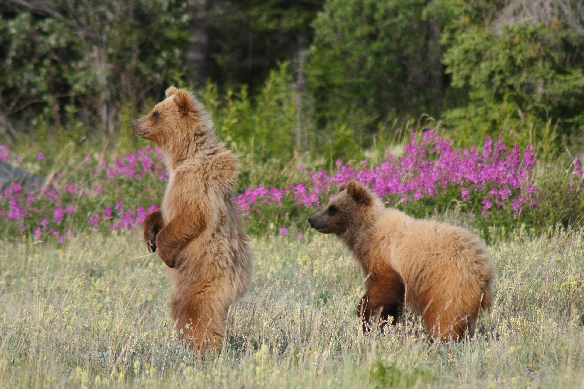 Grizzly Bears