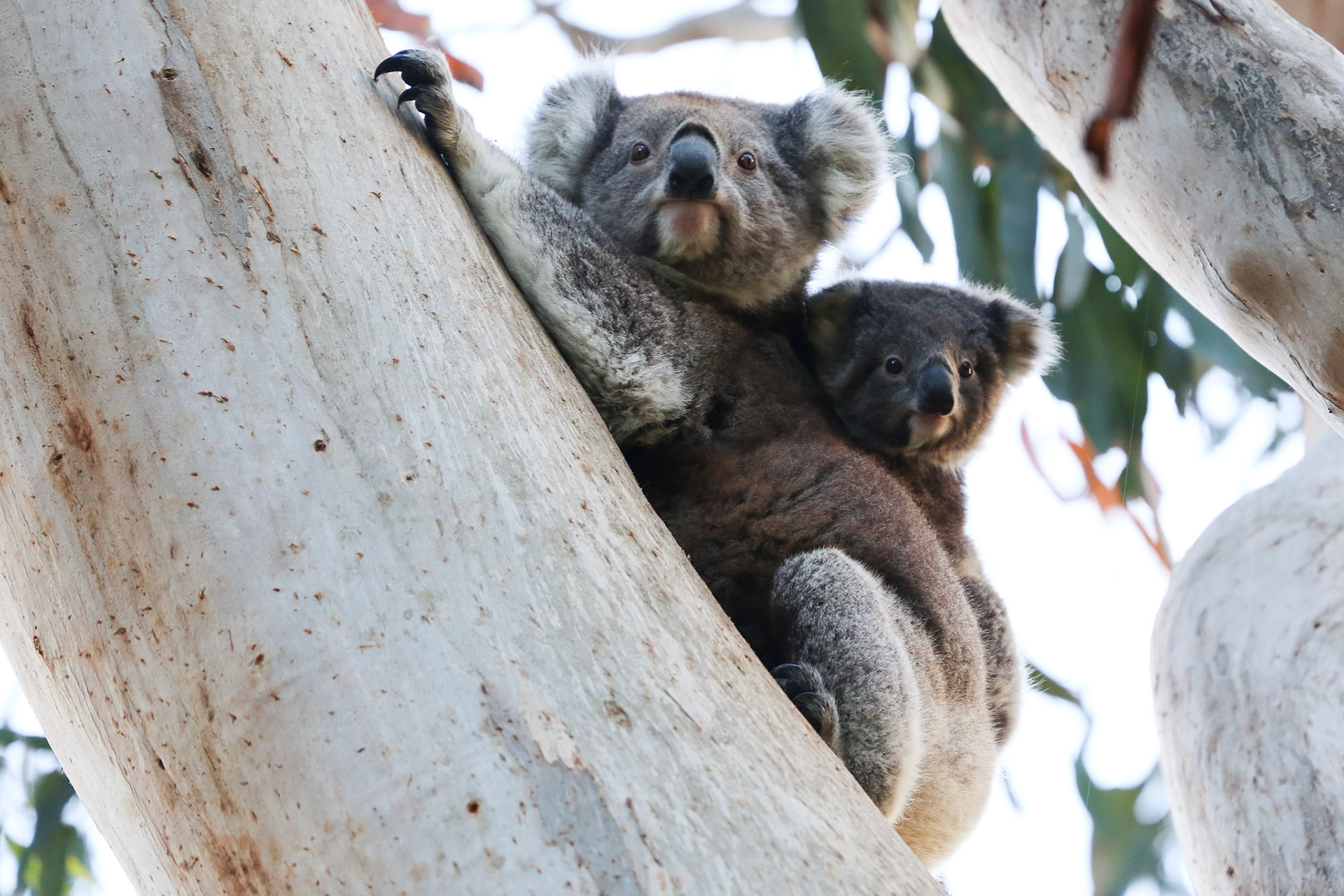 Koalas