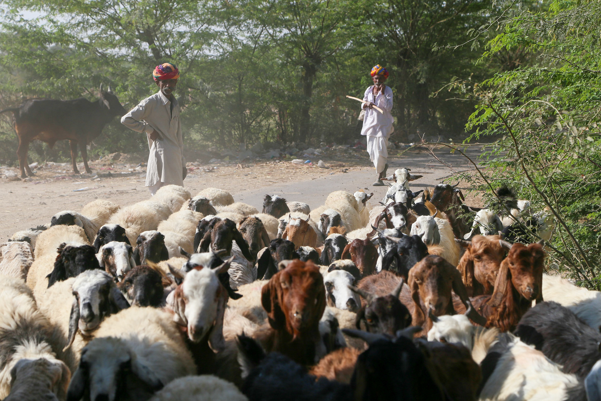 Rajasthan