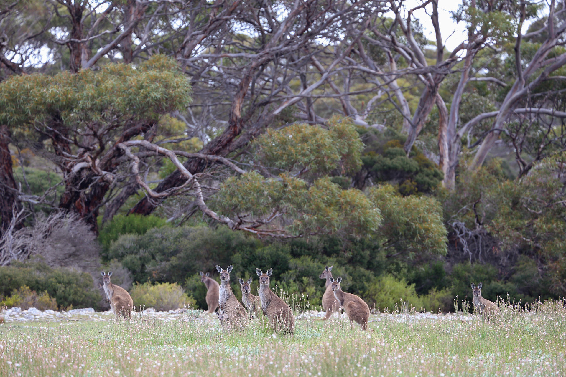 Kangaroos