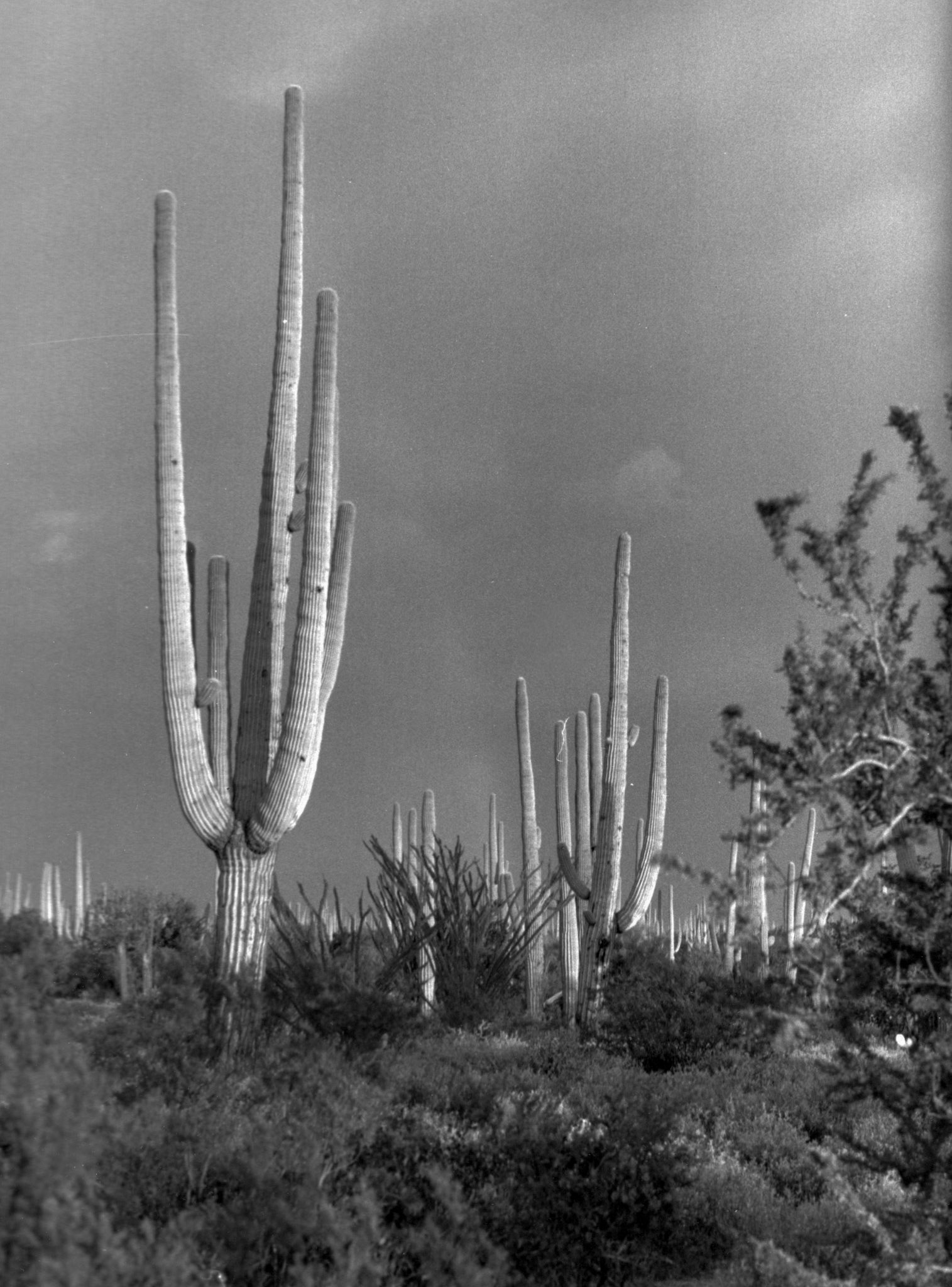 Saguaro National Park, Arizona