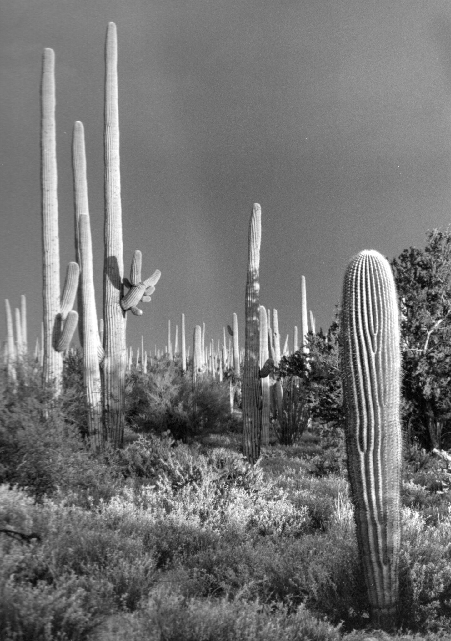 Saguaro National Park, Arizona