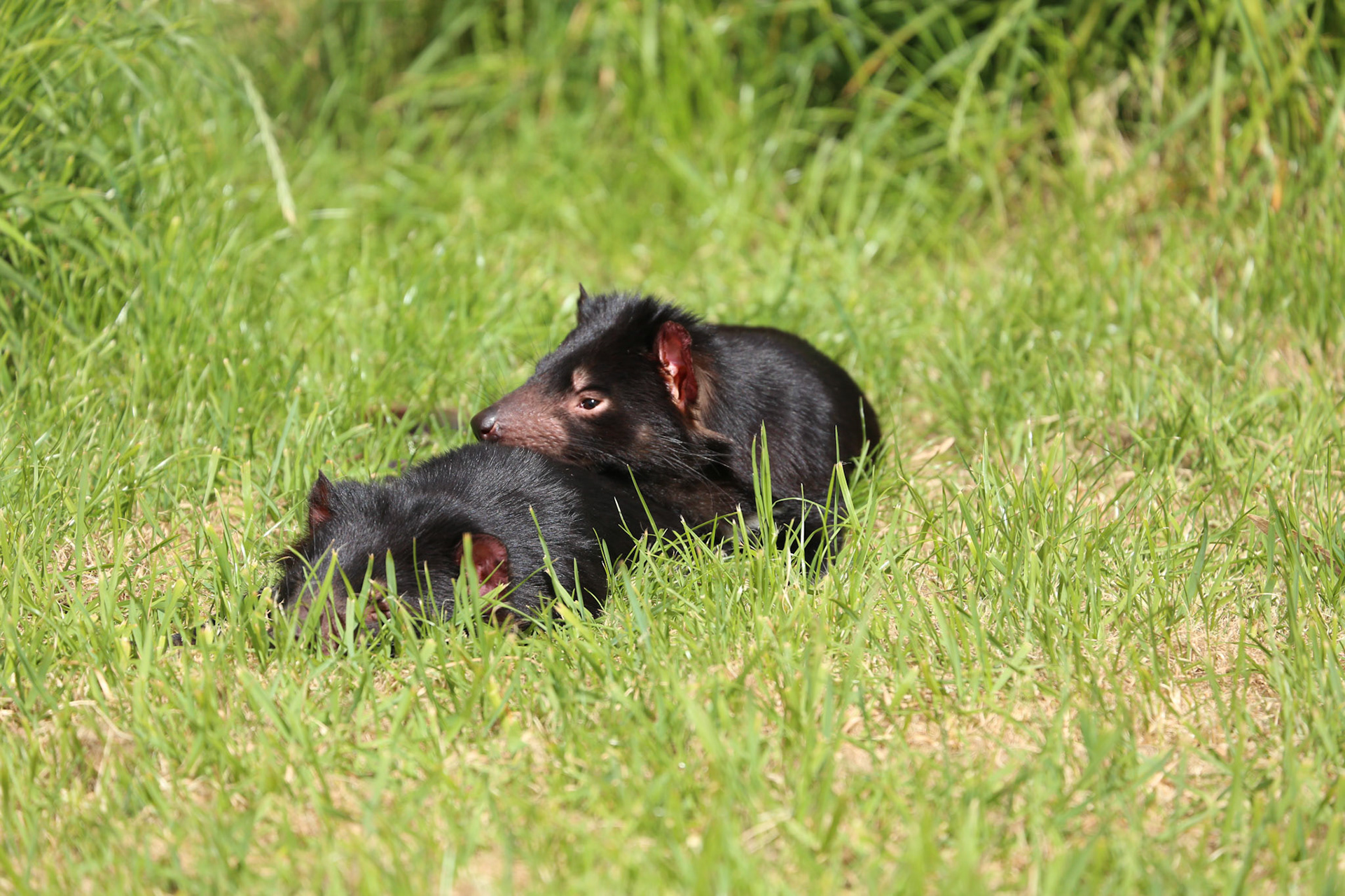 Beutelteufel (Tasmanian Devil)