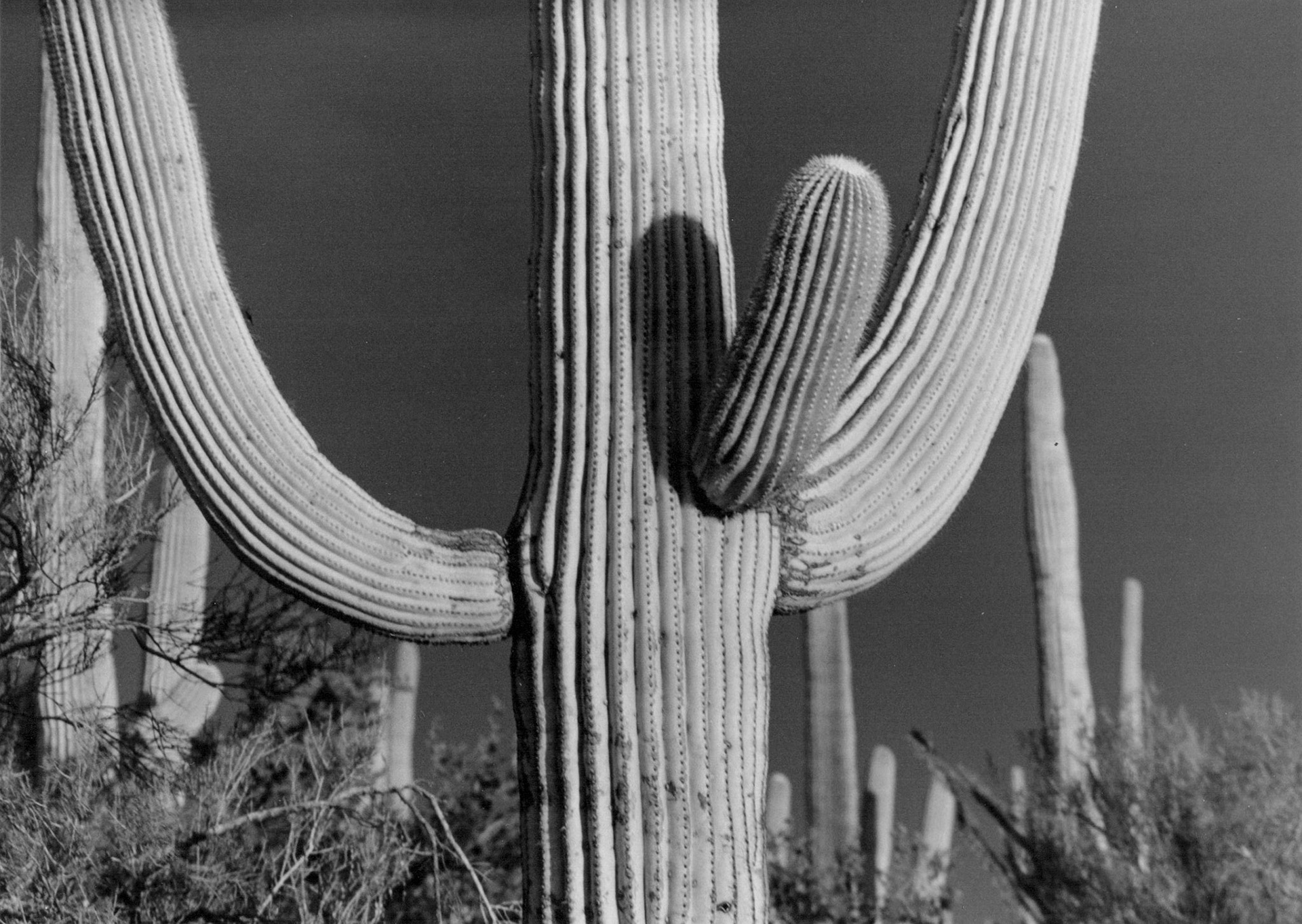Saguaro National Park, Arizona