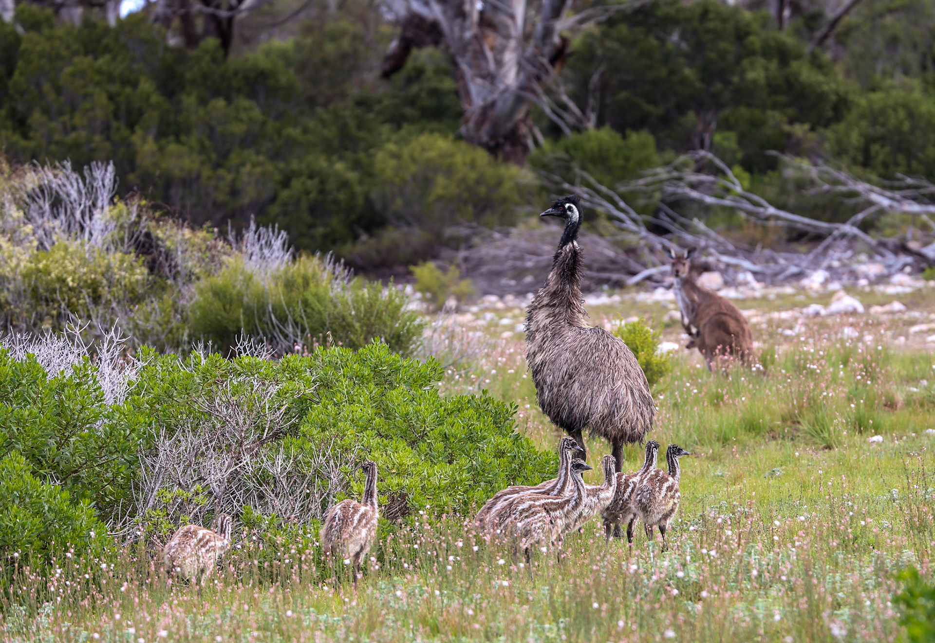 Emu-Familie