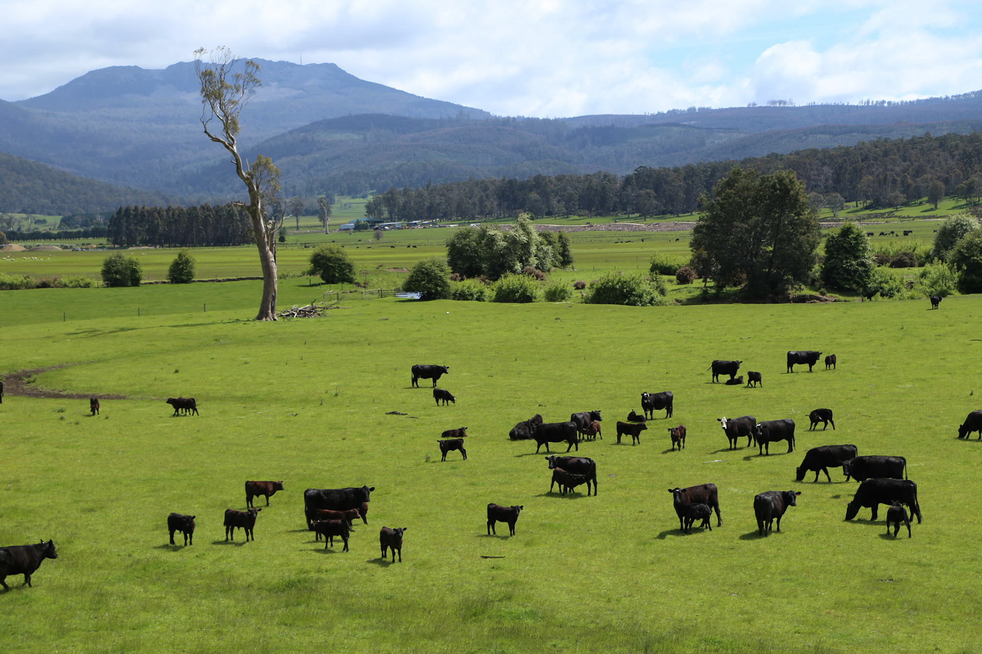 Grazing cows - Ben Lomond in the background