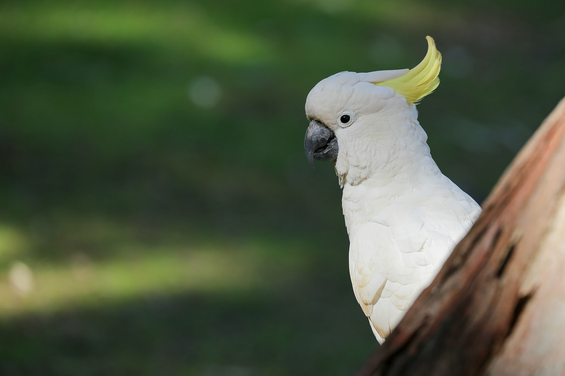 Yellow-crested cockatoo