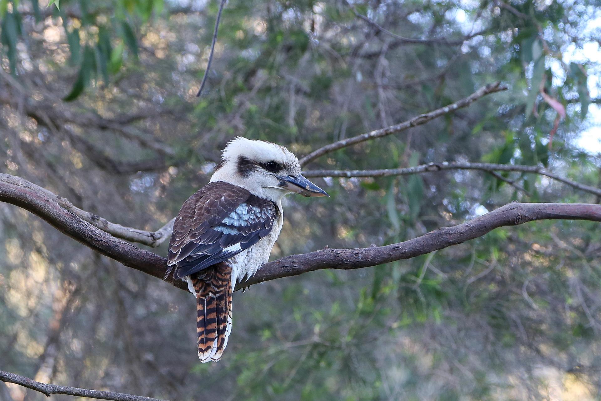 Kookaburra (Lachender Hans)