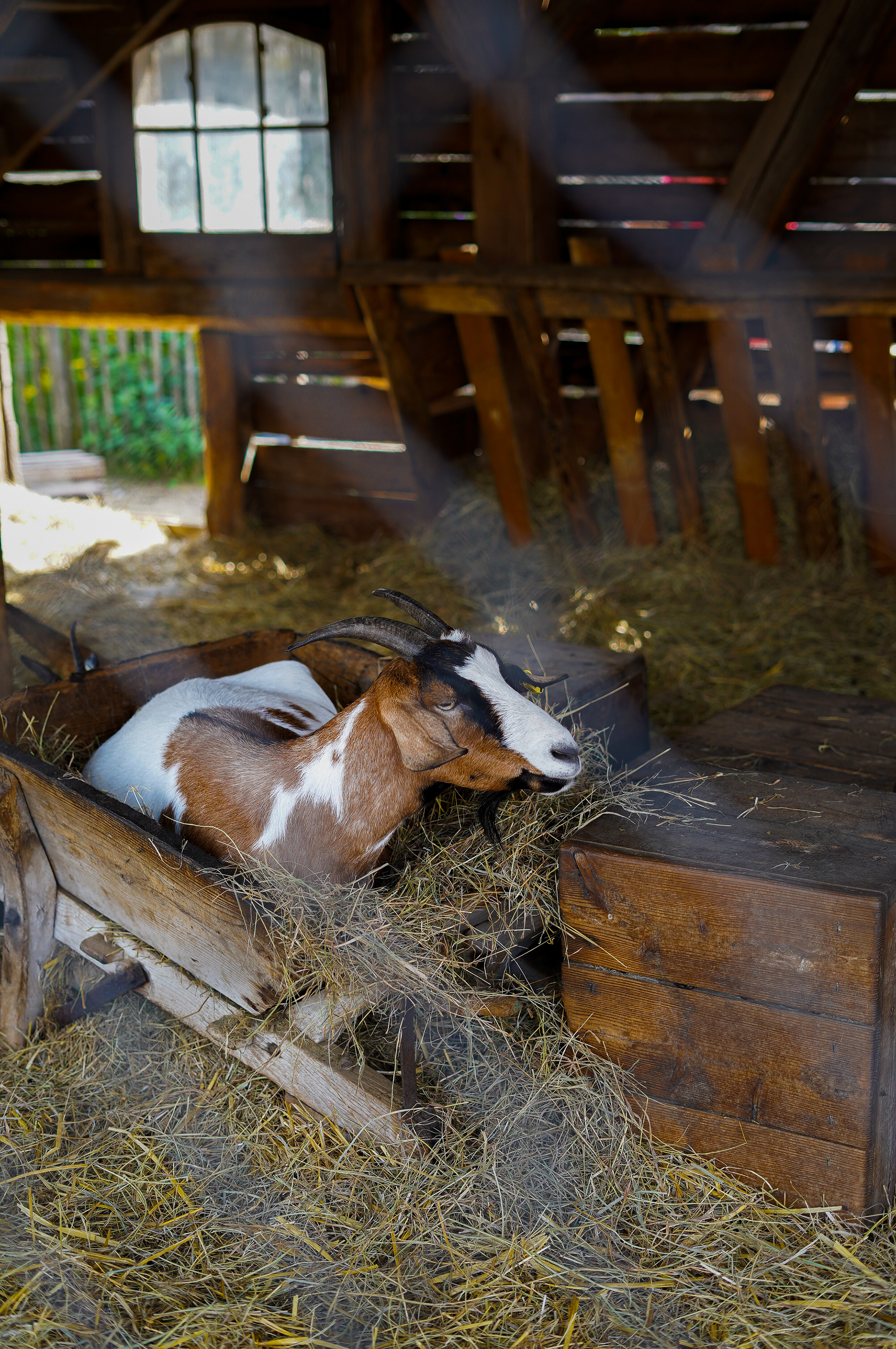 Sony a7 III / Munich, Germany 🇩🇪