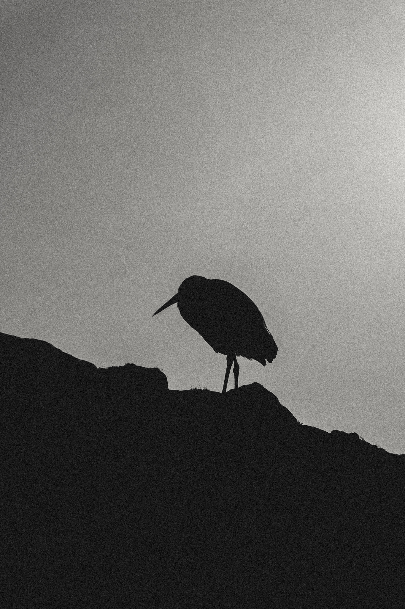 Sony a7 III / Munich, Germany 🇩🇪