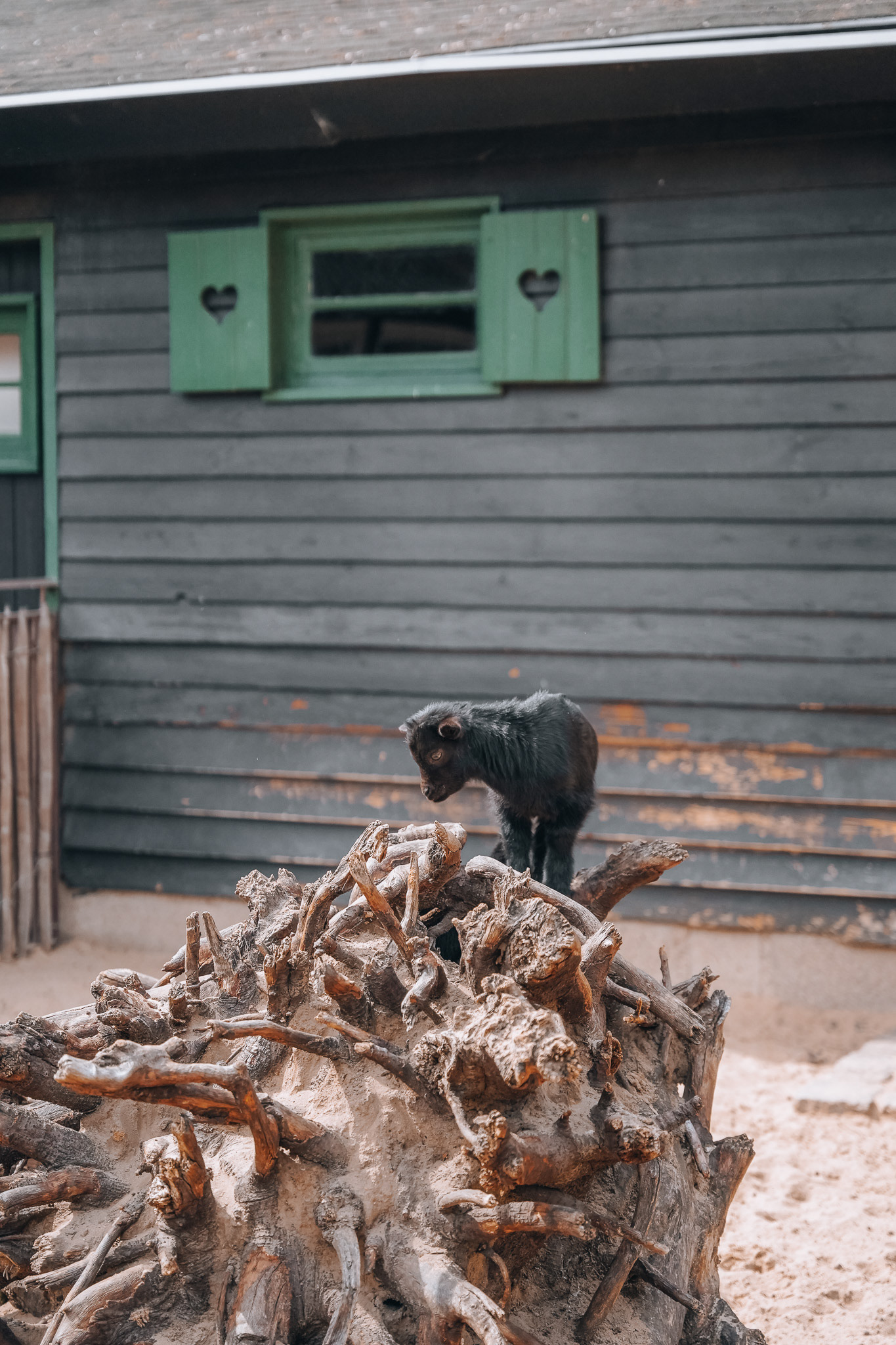 SONY A7 III