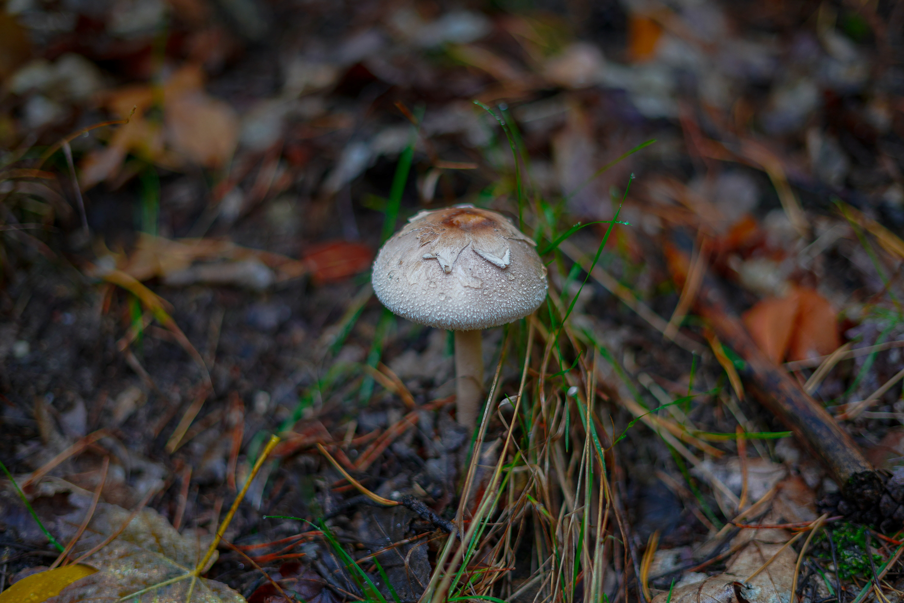 Sony a7 III / Munich, Germany 🇩🇪