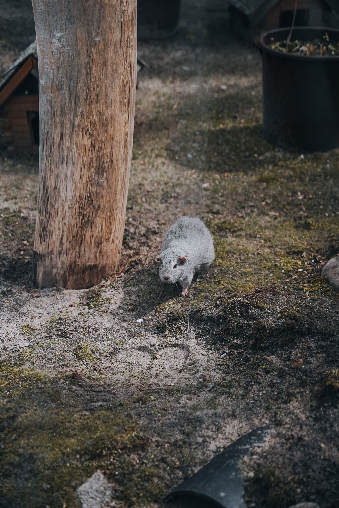 SONY A7 III