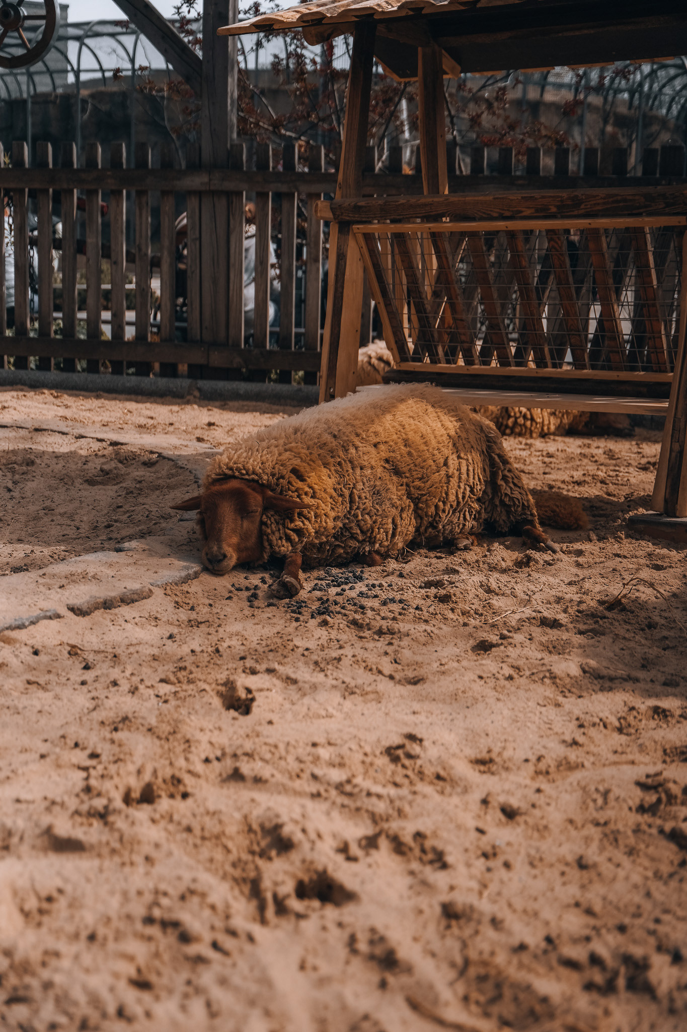 SONY A7 III