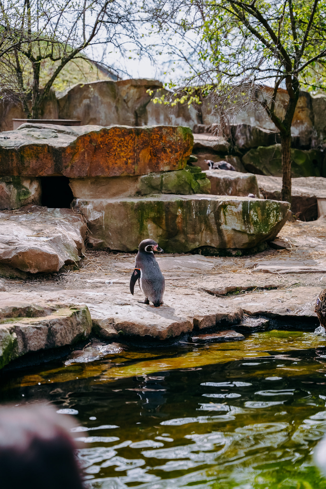 SONY A7 III