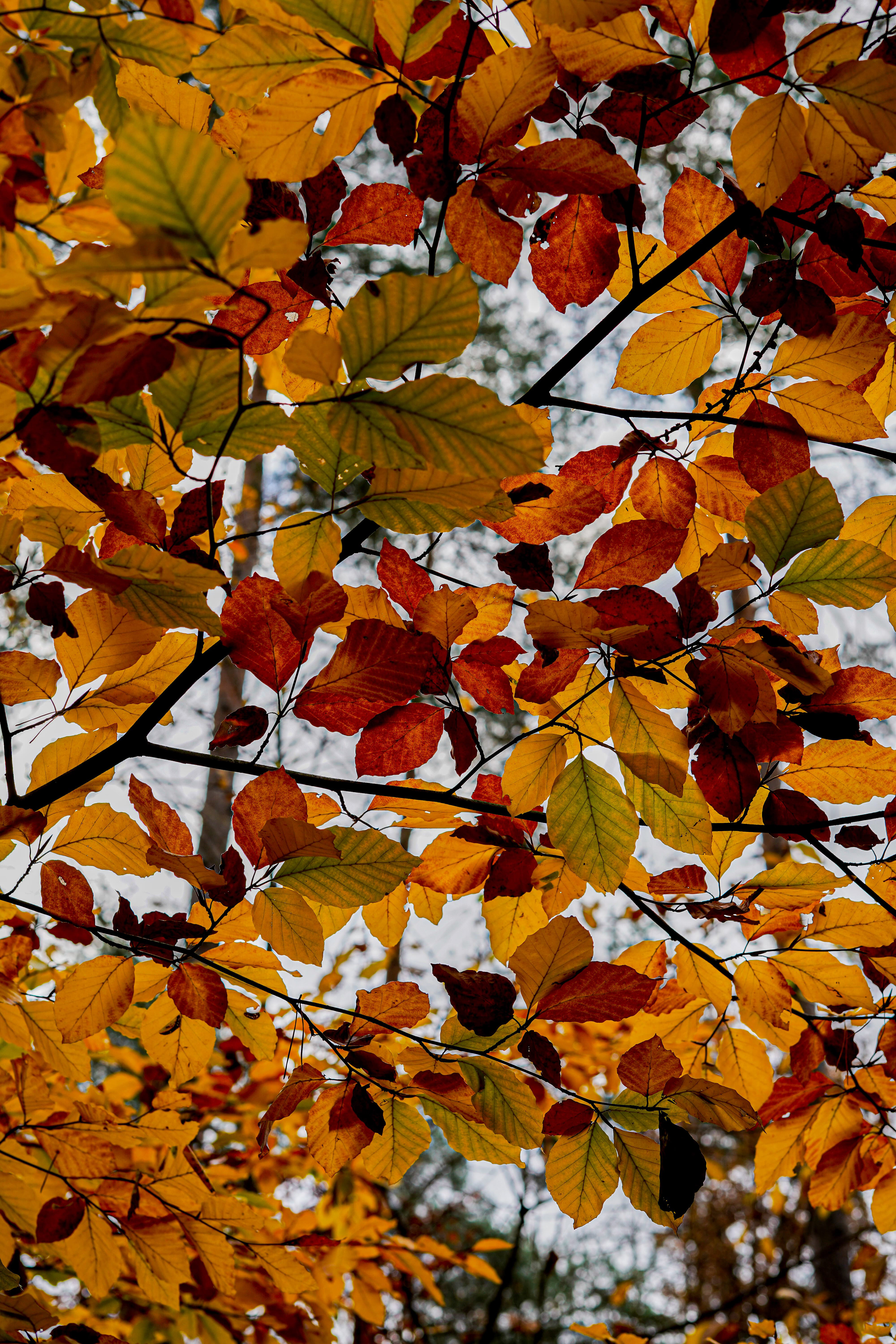 Sony a7 III / Berlin, Germany 🇩🇪