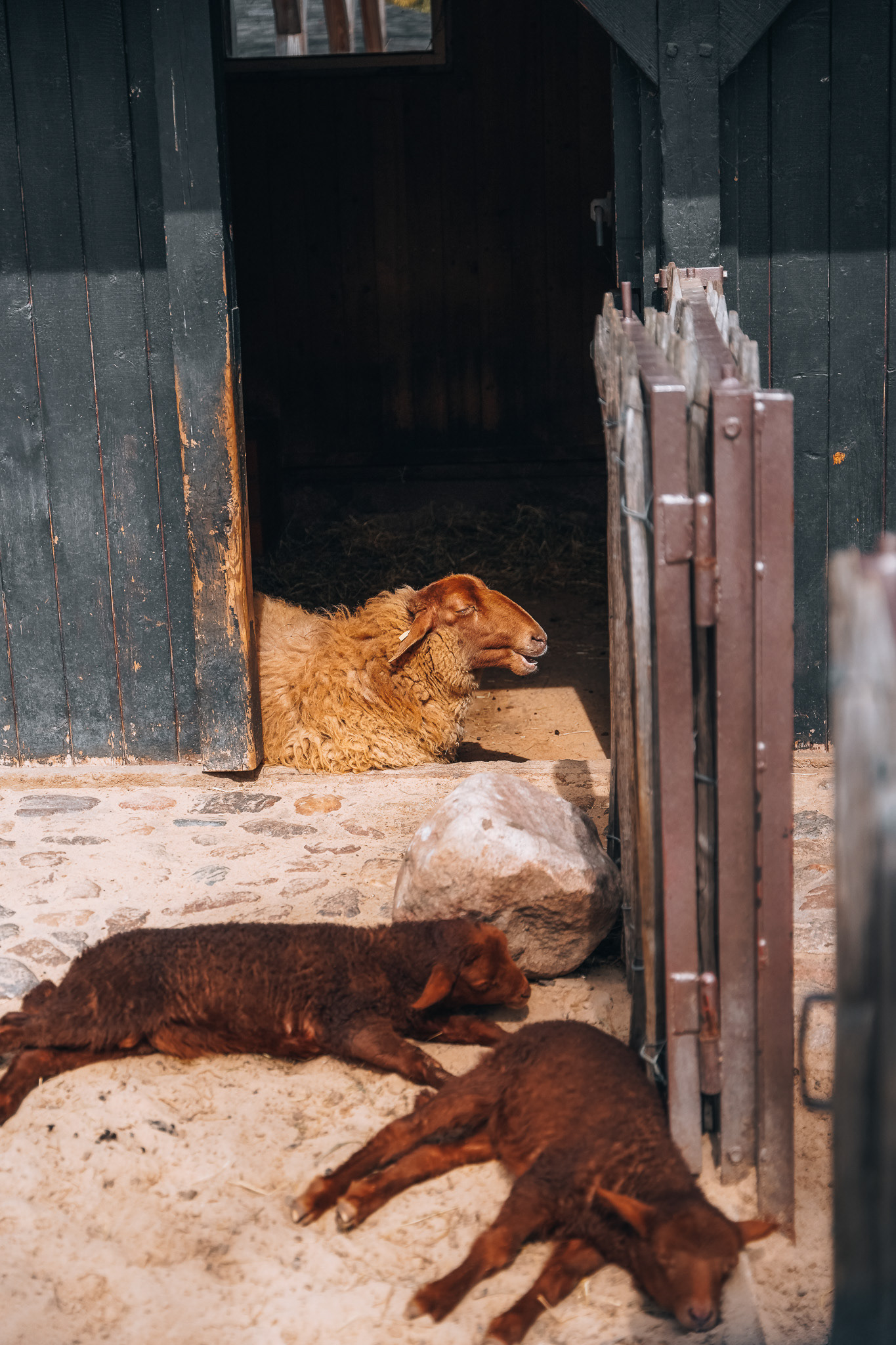 SONY A7 III