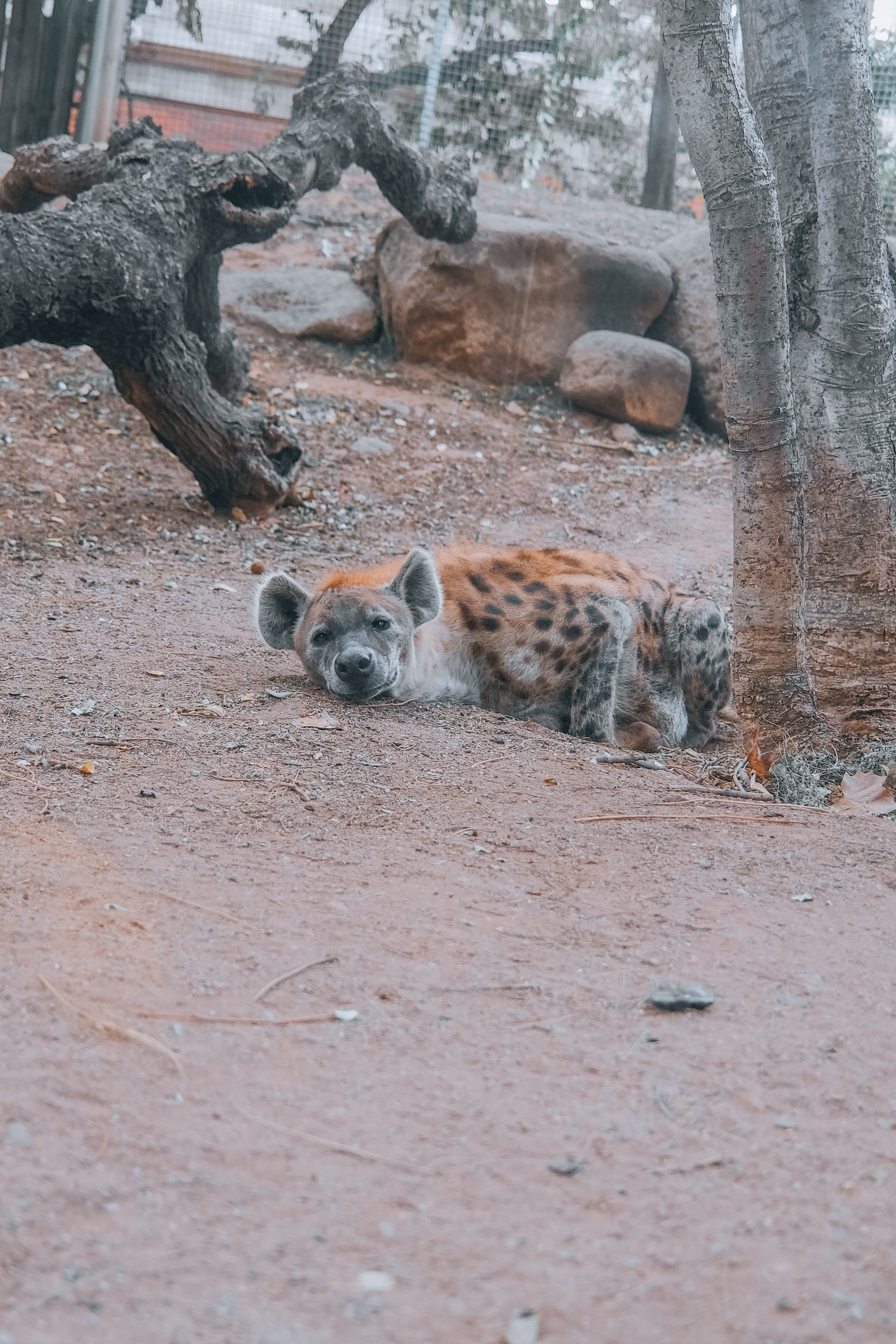 Fuji x100v - Miami, USA 🇺🇸
