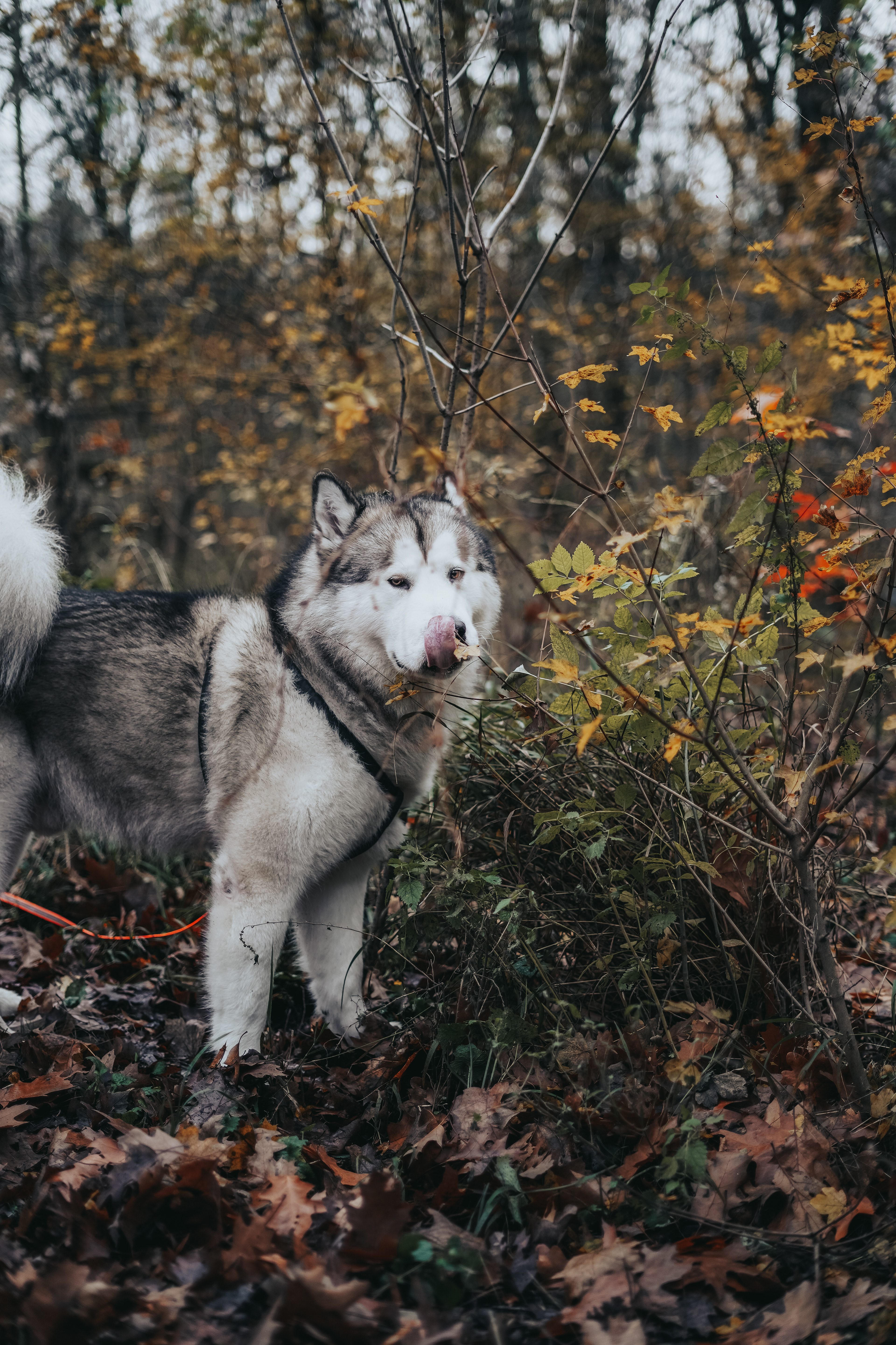 SONY A7 III
