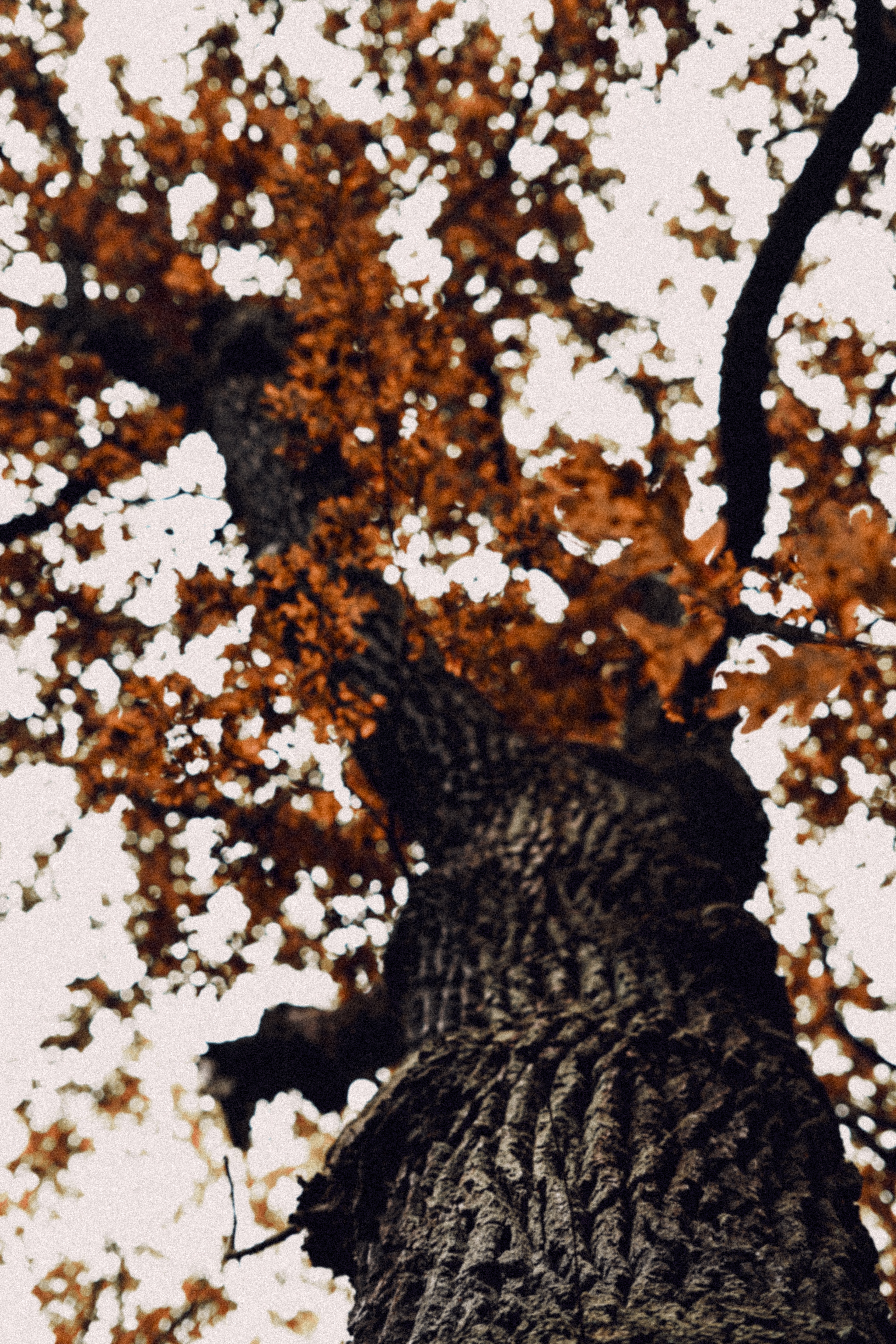 Sony a7 III / Berlin, Germany 🇩🇪