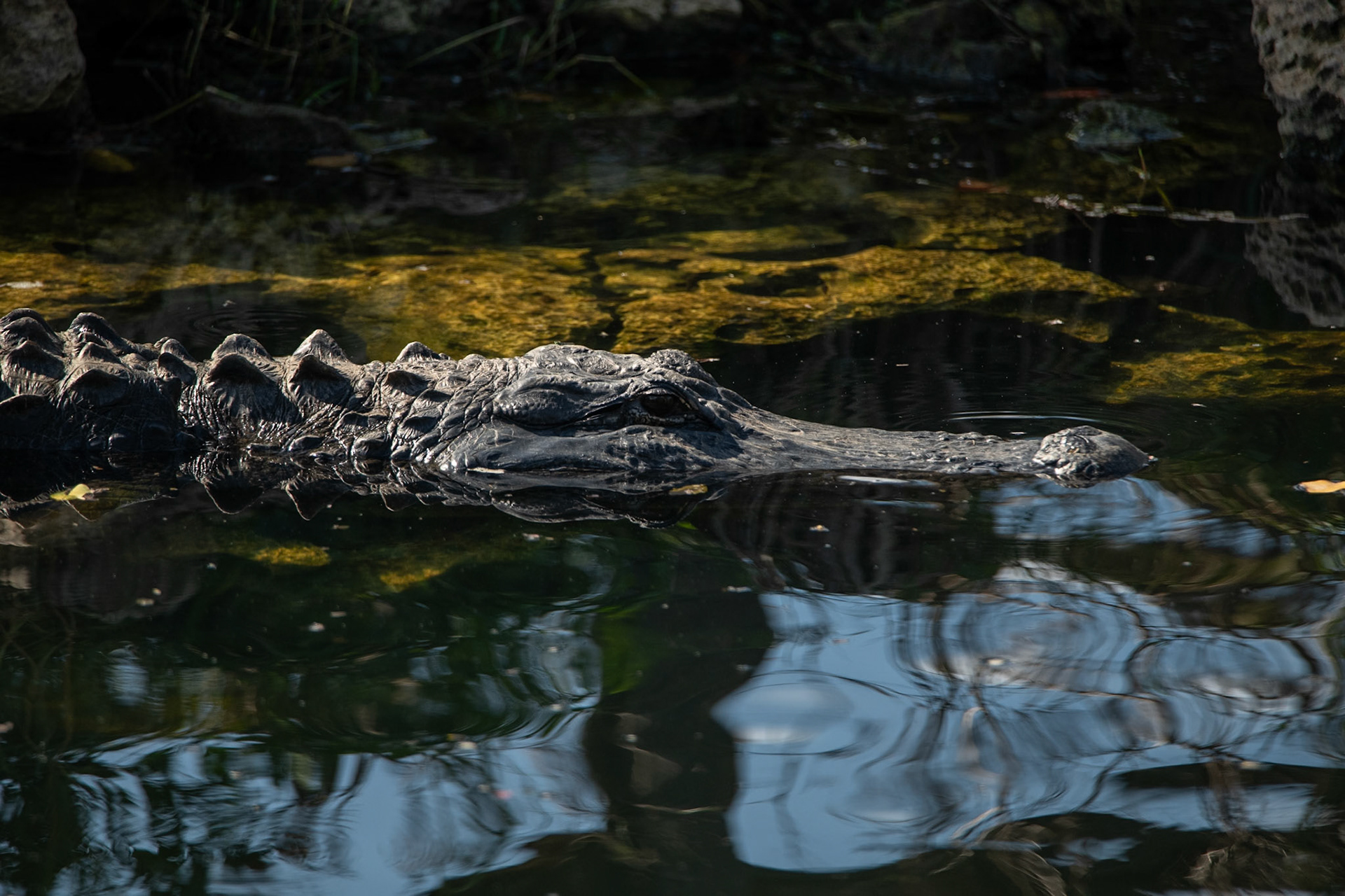 2025 - Nikon Digital - Everglades (untitled)