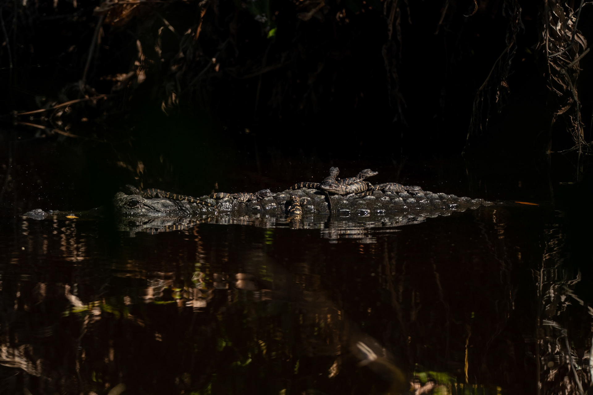 2025 - Nikon Digital - Everglades (untitled)